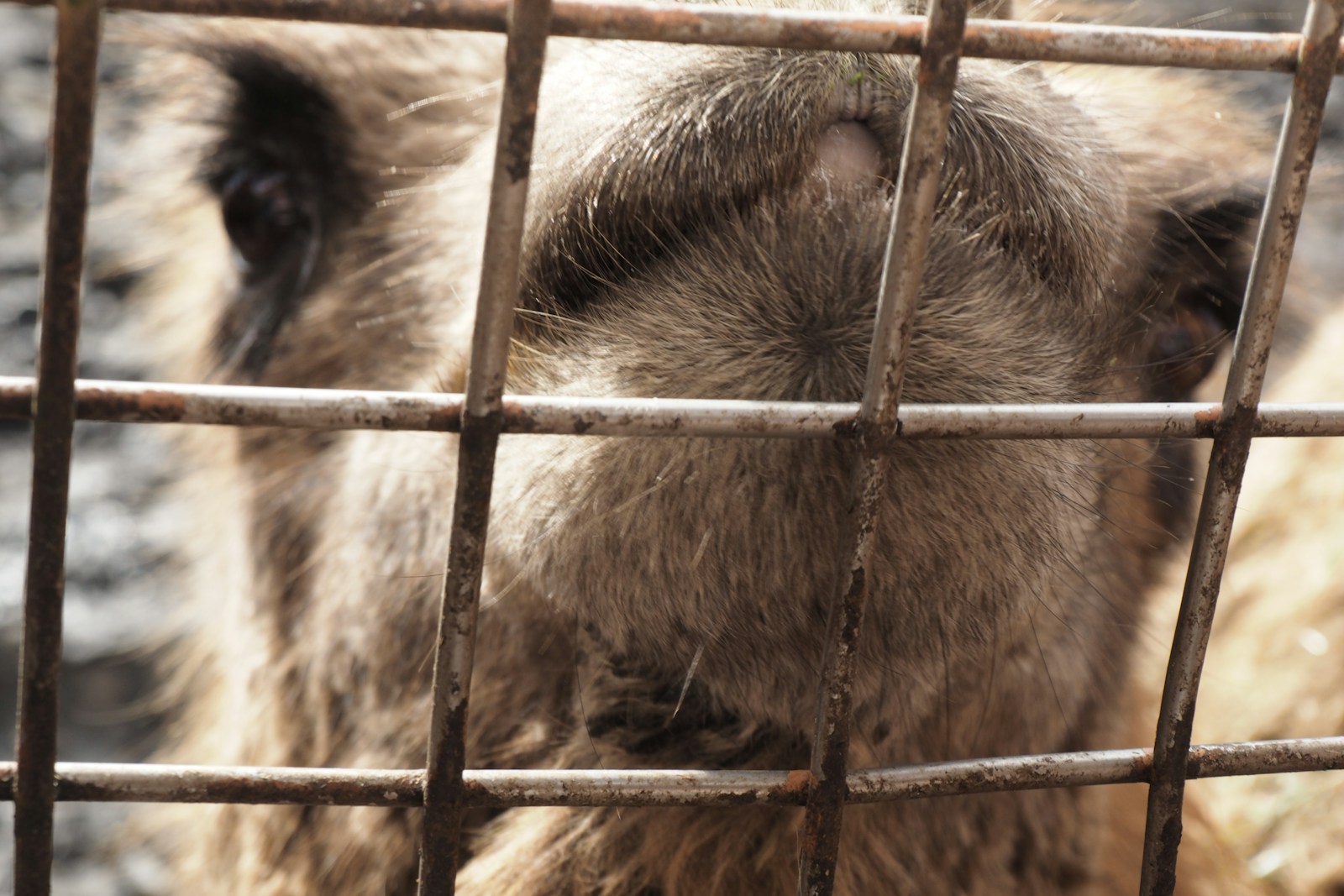 Rabies Quarantine Imposed in Reutov: What You Need to Know
