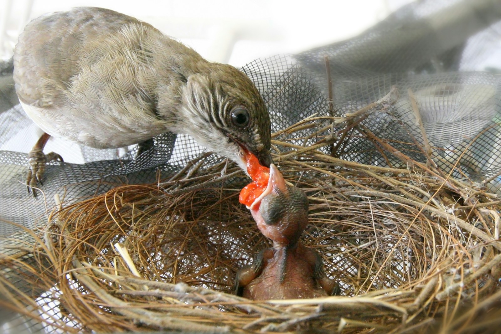Rare Bird Hatch Sparks Hope for Infertile Pair in NZ Reserve
