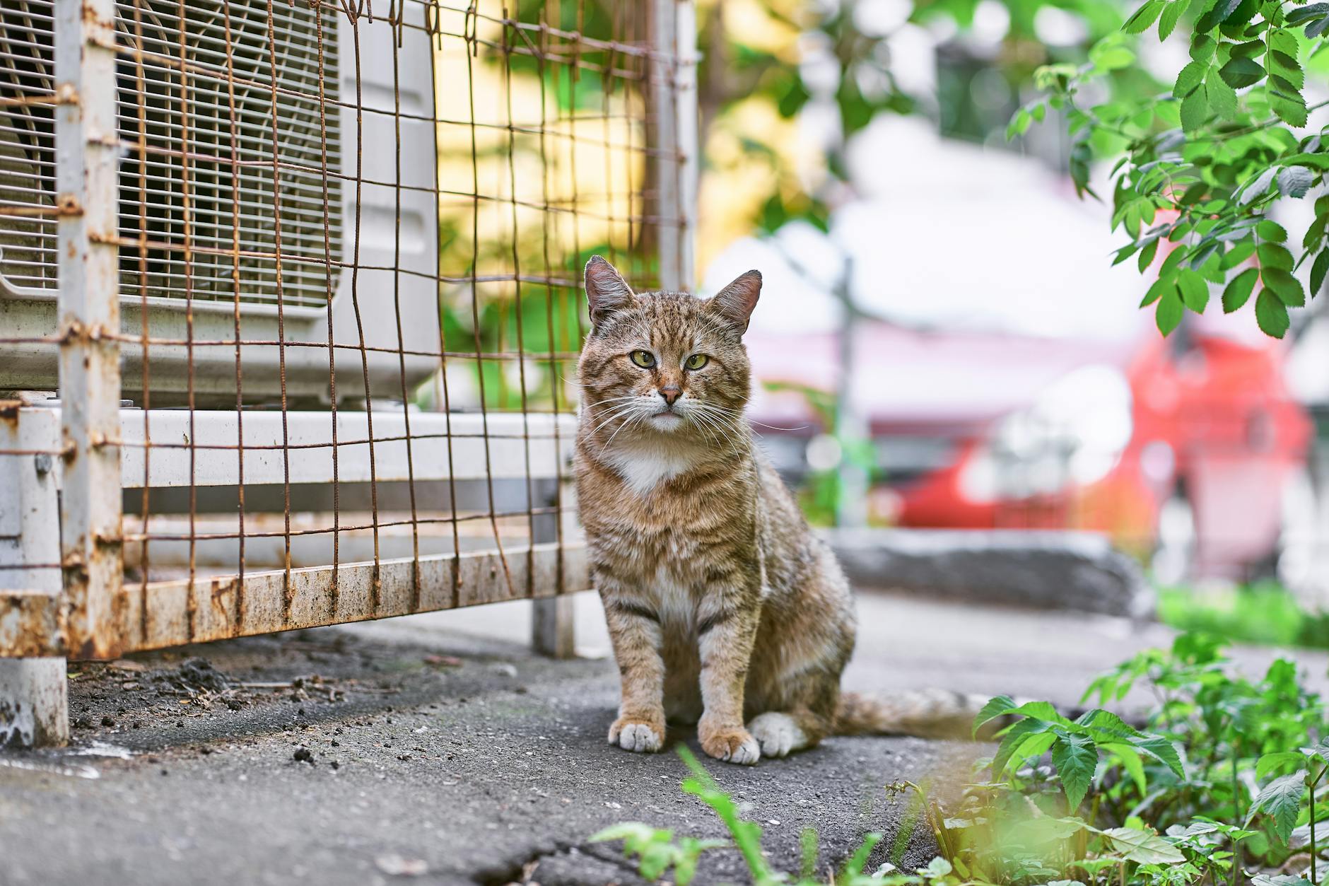 Discover the Rarest Cat Names in Moscow: A Feline Trend Report