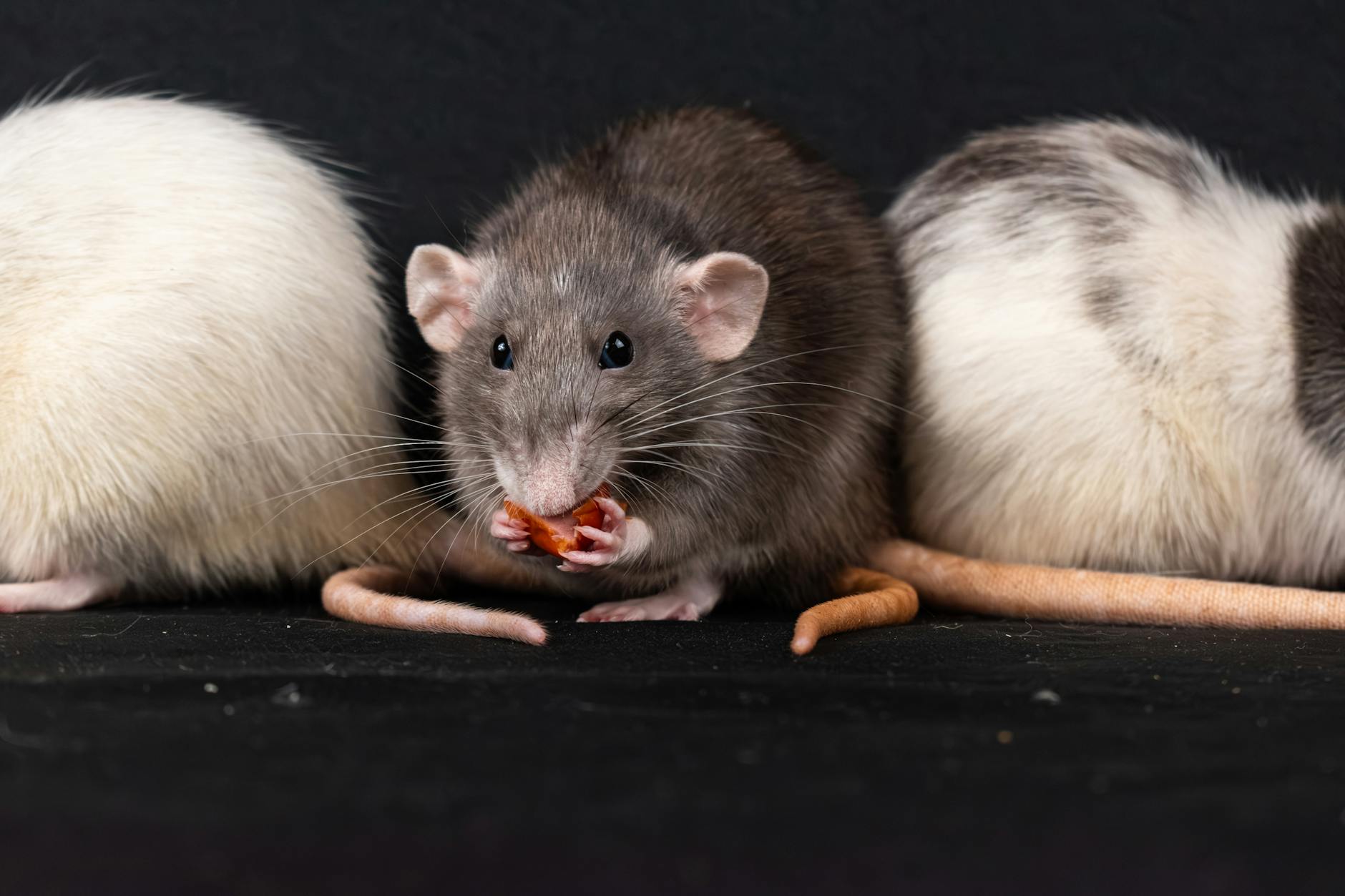 Controversy Erupts as Rat Poison Found in Hipp Baby Food in Europe - Lifestyle