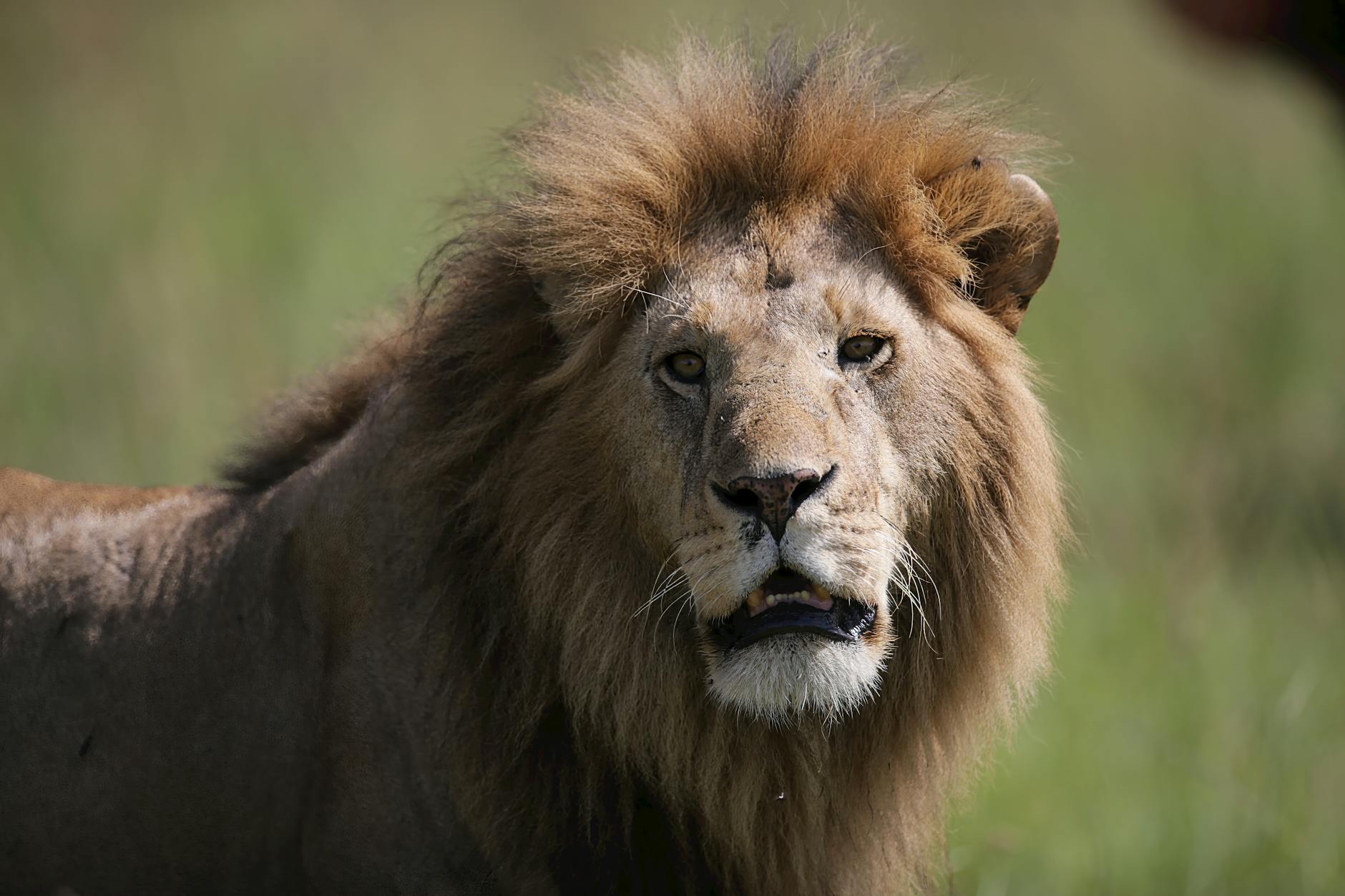 Remembering Roger Allers: The Visionary Behind The Lion King