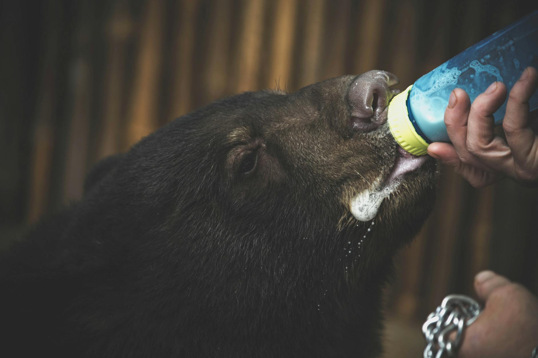 Rescue Mission: Bear Dinka Finds Friendship in Moscow - Lifestyle