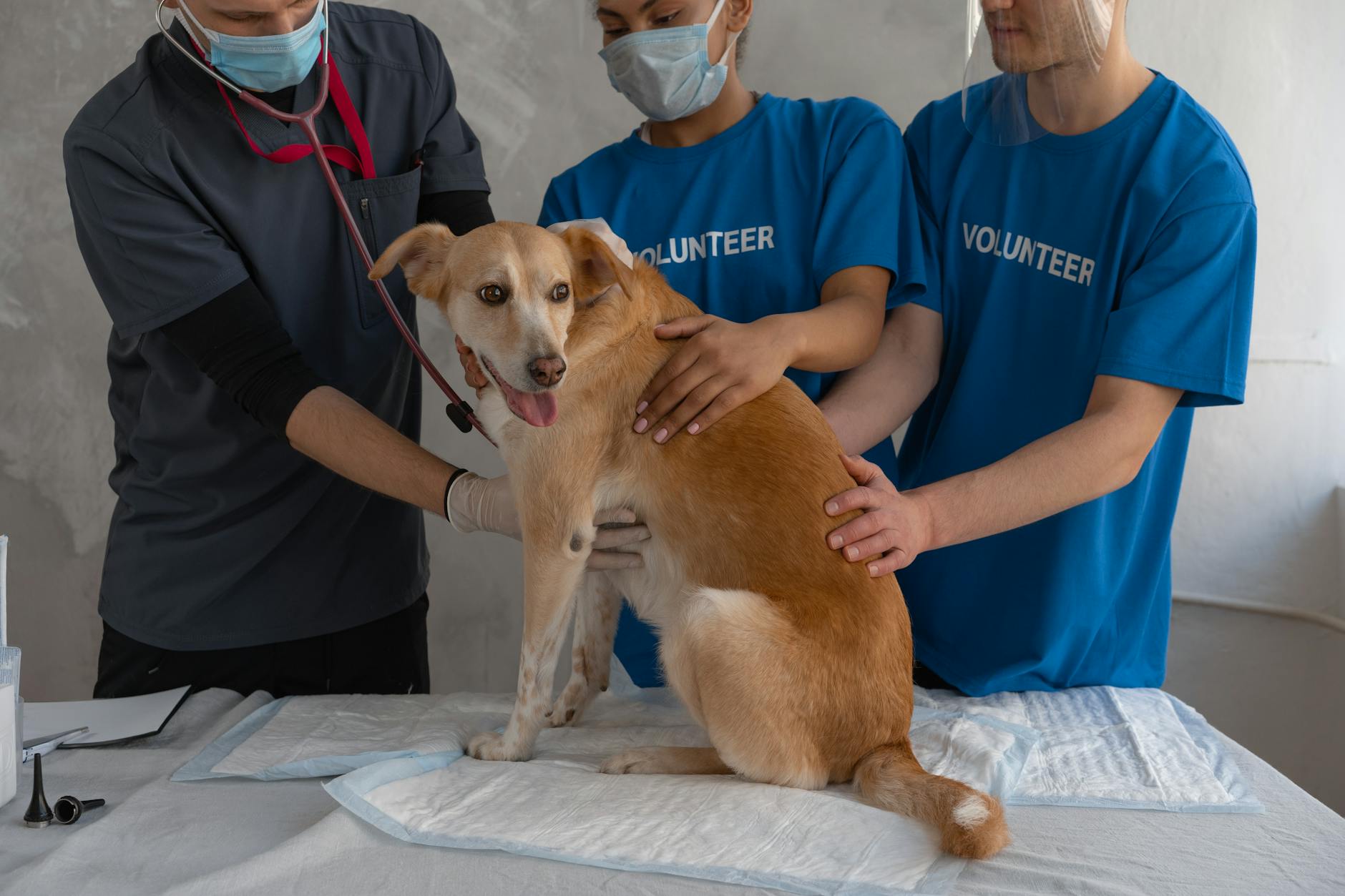 Rescue Shelter Struggles to Transport Stressed Dog to Vet - Lifestyle