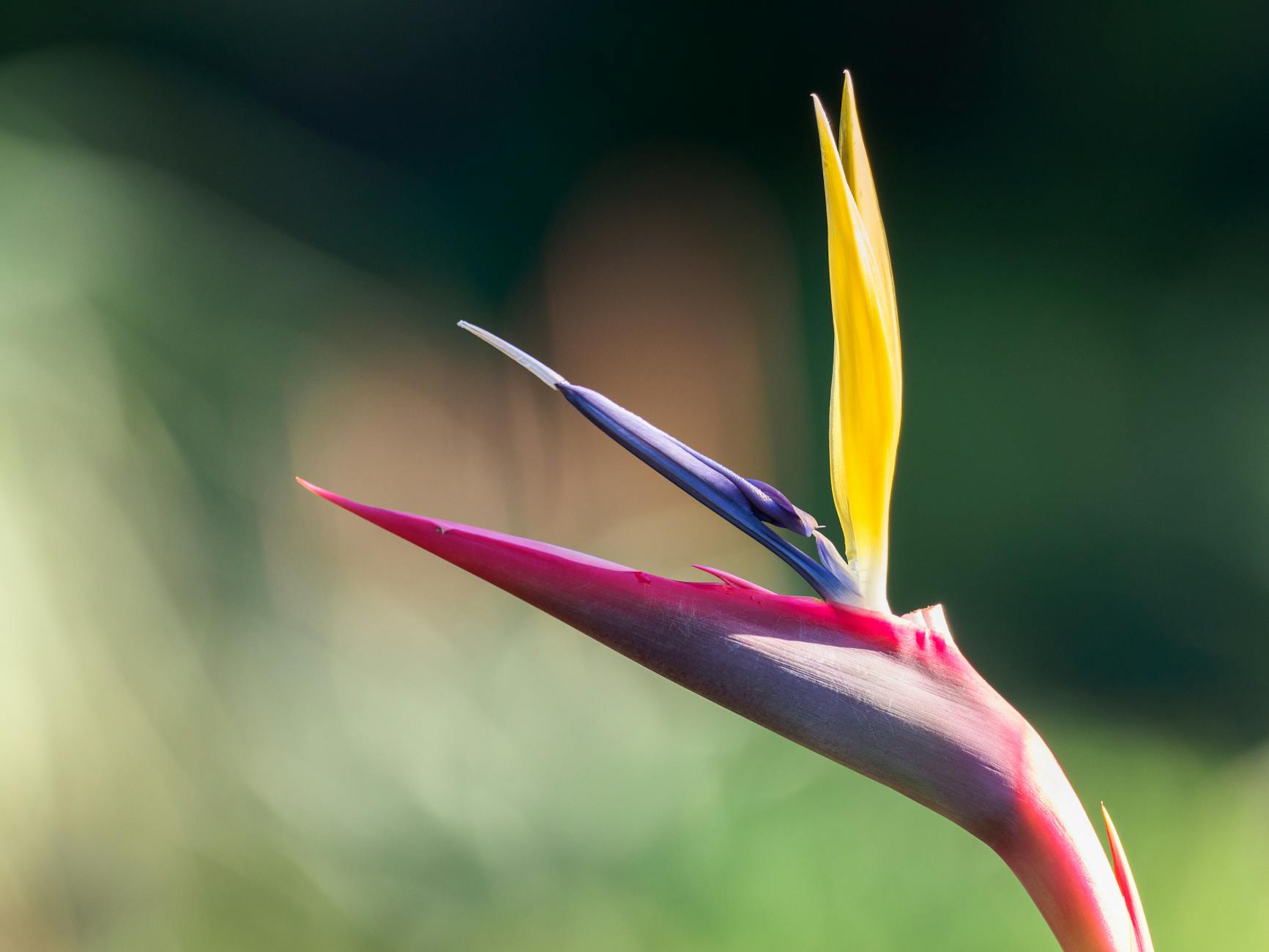 Royal Strelitzia Blooms at Apothecary Garden: A Floral Delight - Lifestyle