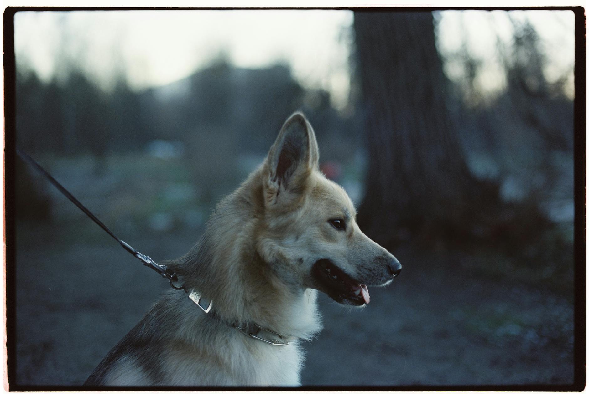 Russia Introduces First Standard for Dog Parks and Training Areas