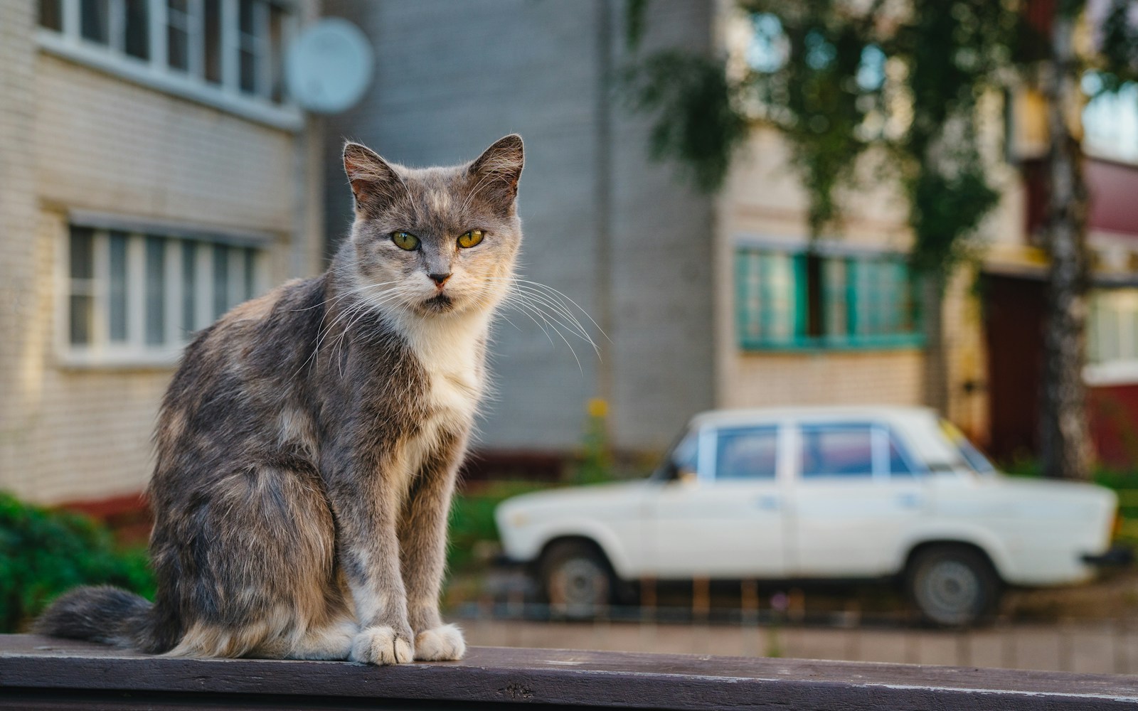 Russian Abyssinian Cat Tops WCF Rankings for 2025