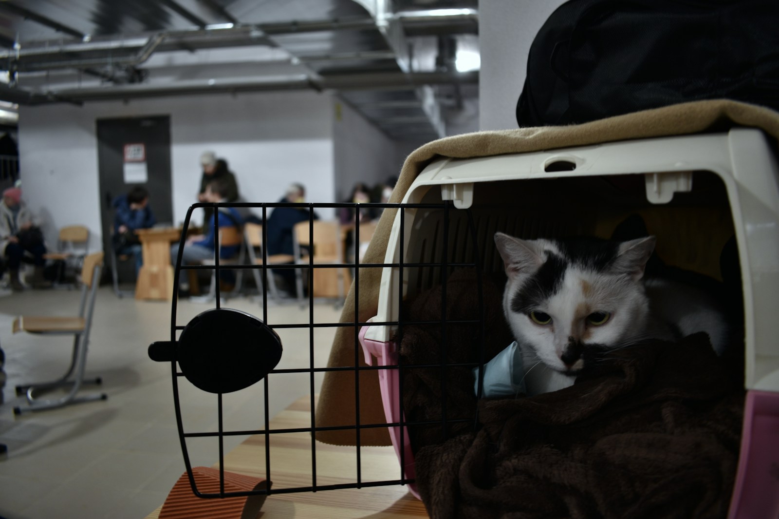 Over 250,000 Stray Animals Reside in Russian Shelters - Lifestyle