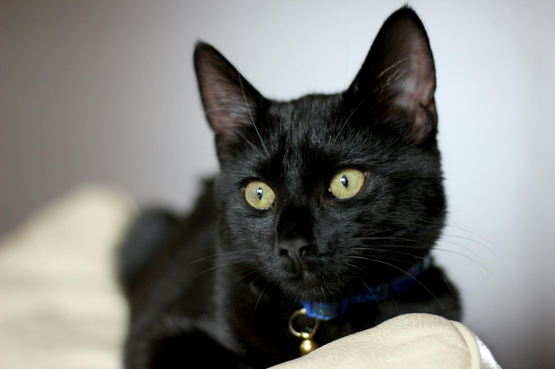 Why Russians Are Choosing Cats for Emotional Support Over Mice Control - Lifestyle