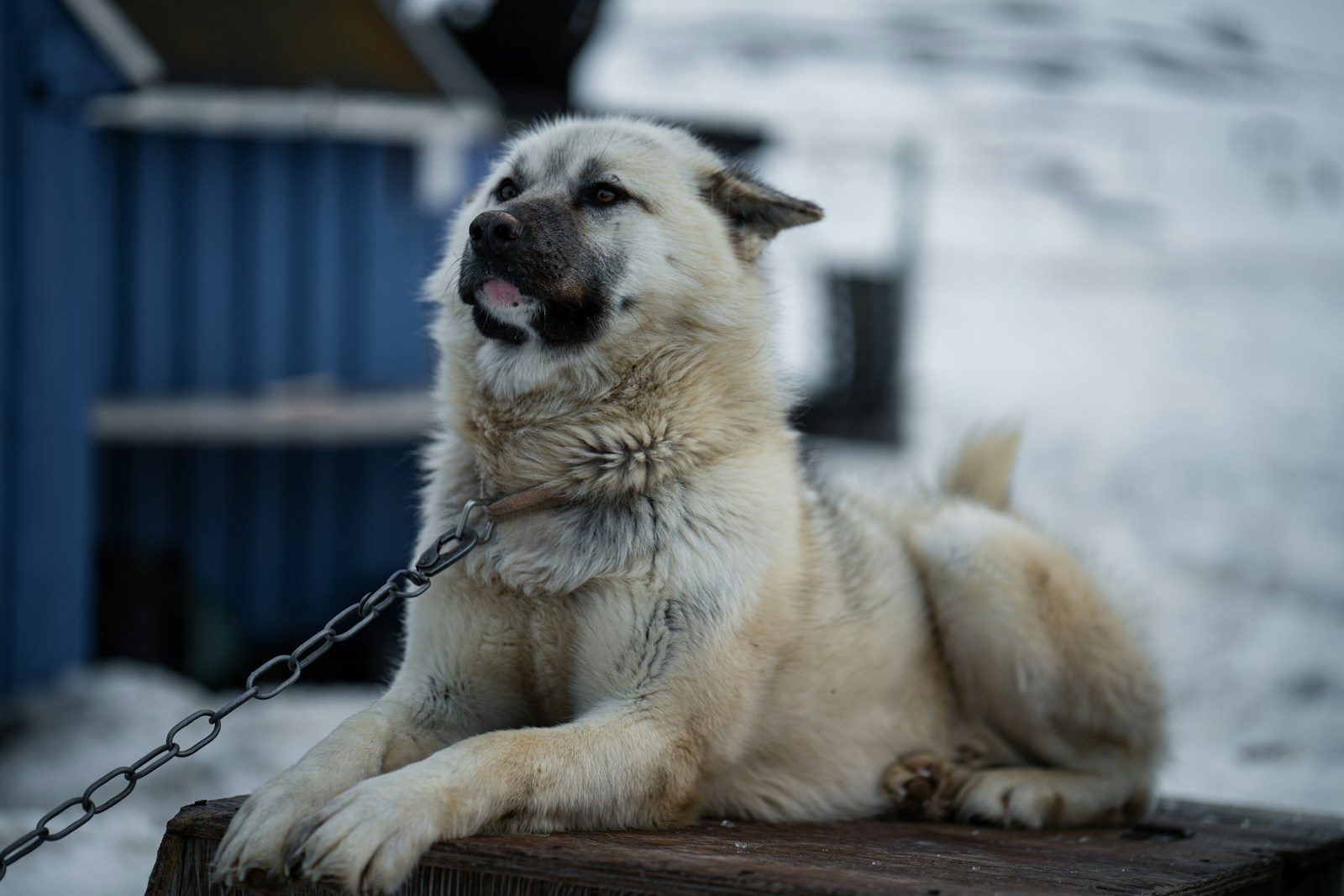 Russian Lawmakers Consider Expanding List of Dangerous Dog Breeds - News