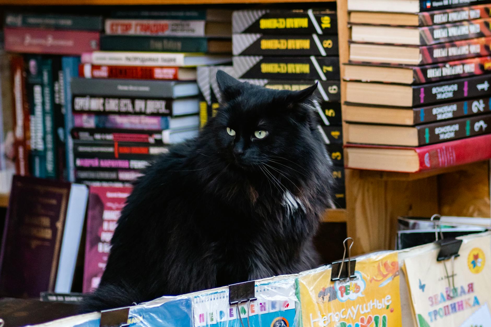Russians Prefer Cat Books Over Dog Books by Fourfold Increase - Lifestyle