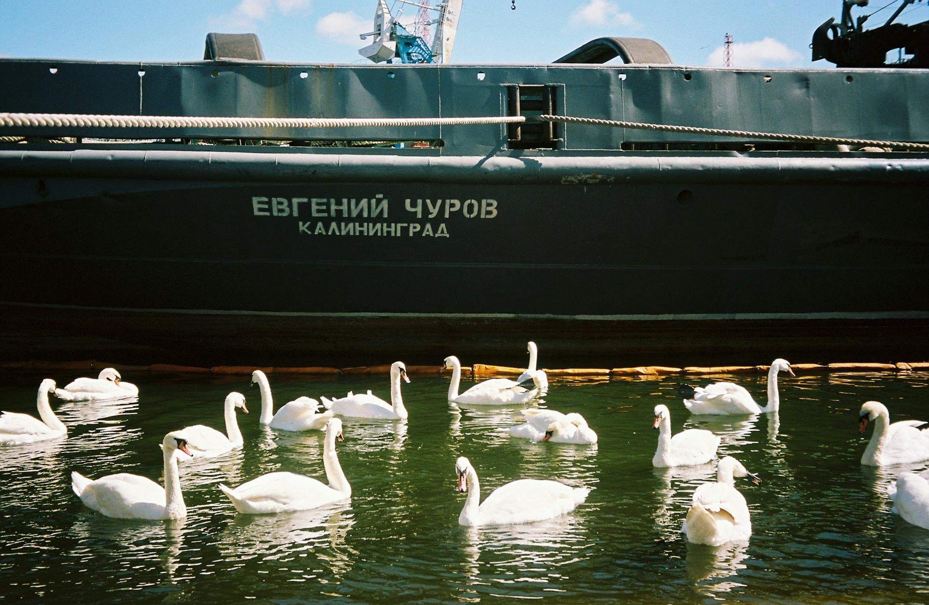 Russians Warned About Consequences of Tire Swans - News