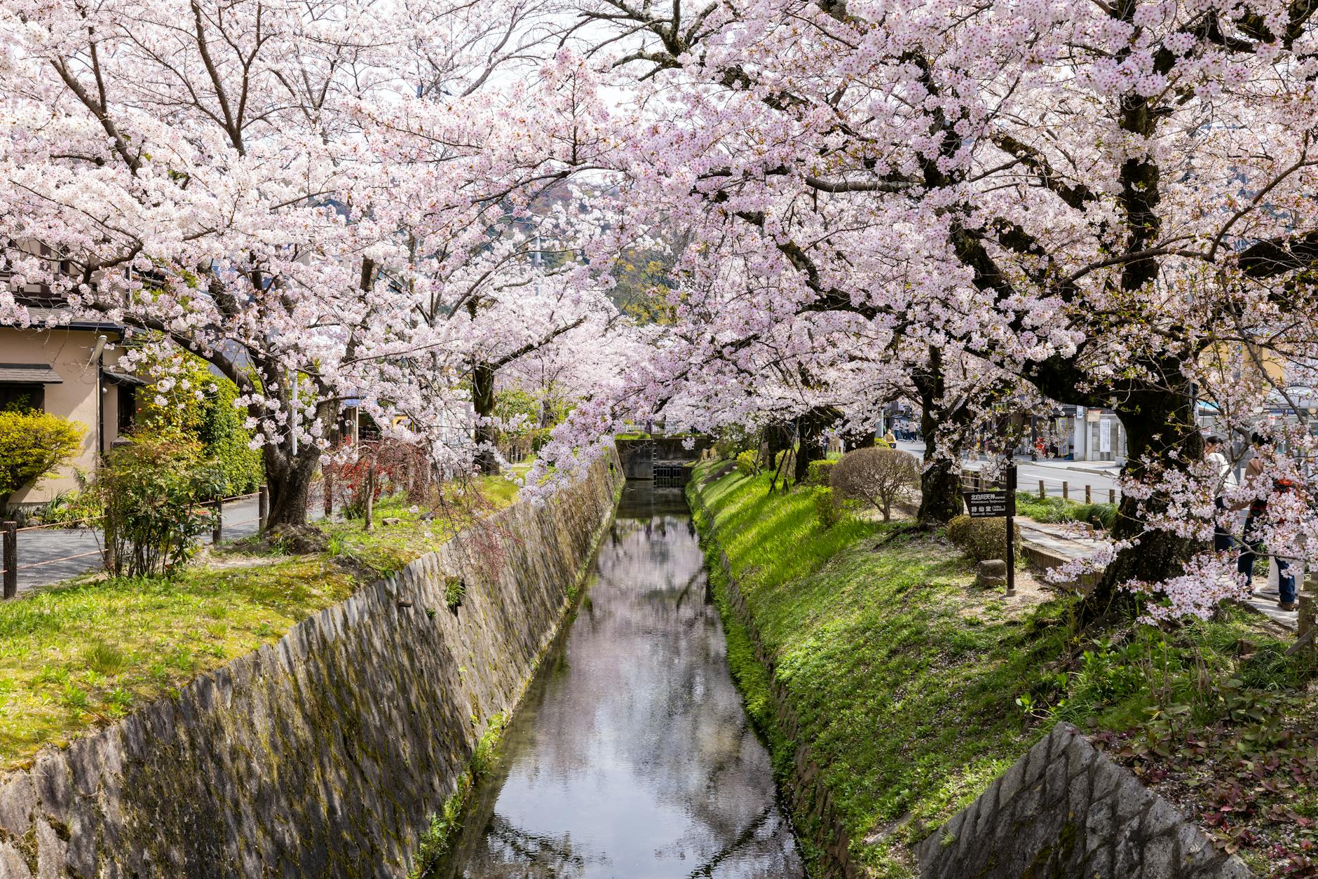 Sake Drinking Banned Under Cherry Blossoms in St. Petersburg - Lifestyle