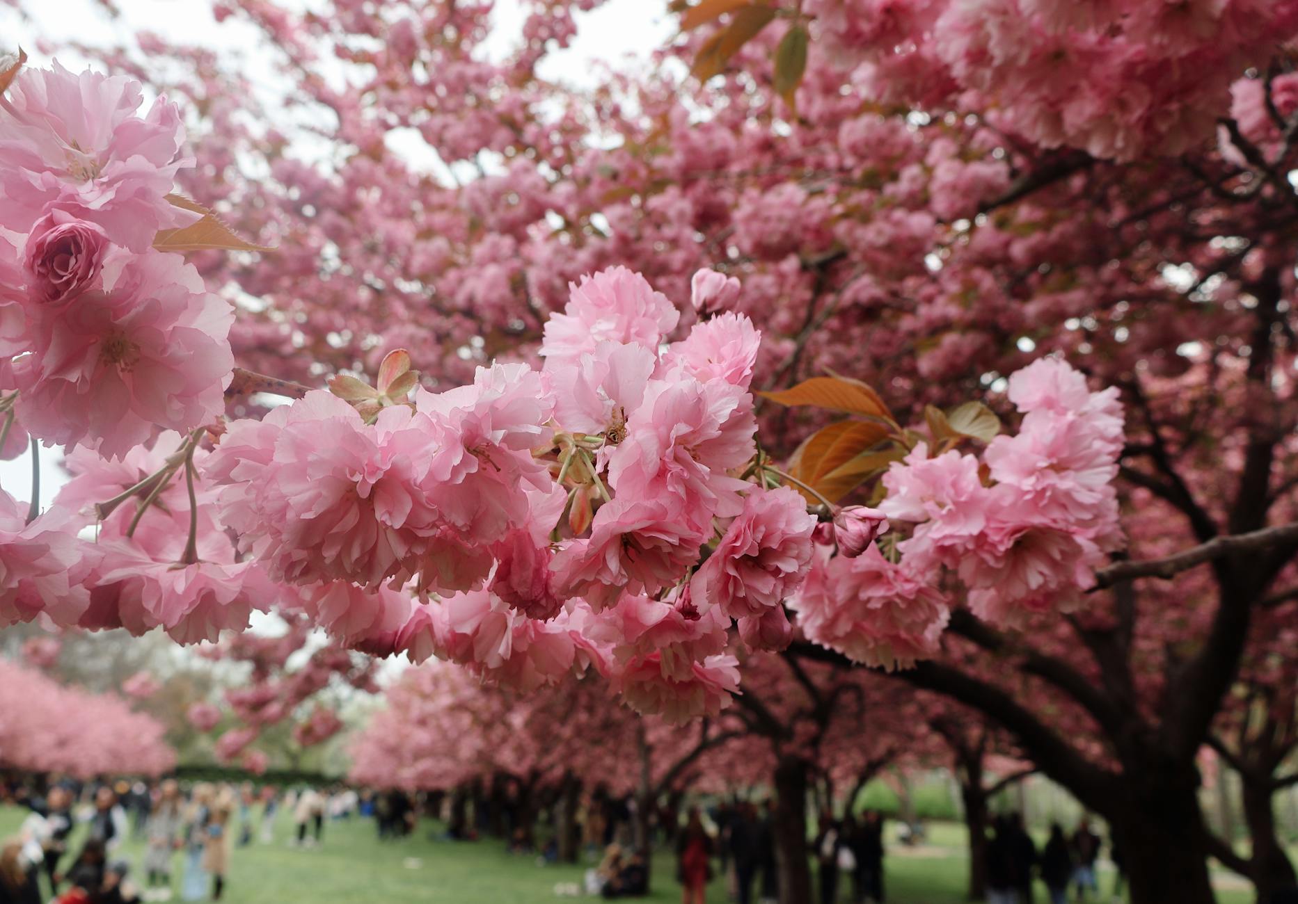 Sake Under Sakura: New Rules at St. Petersburg Botanical Garden - Lifestyle