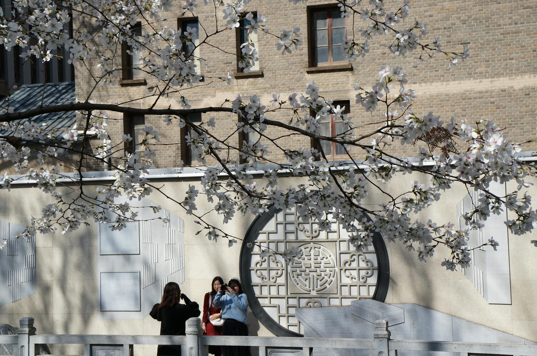Discover the Best Spots to Enjoy Sakura Blooms in Moscow - Lifestyle