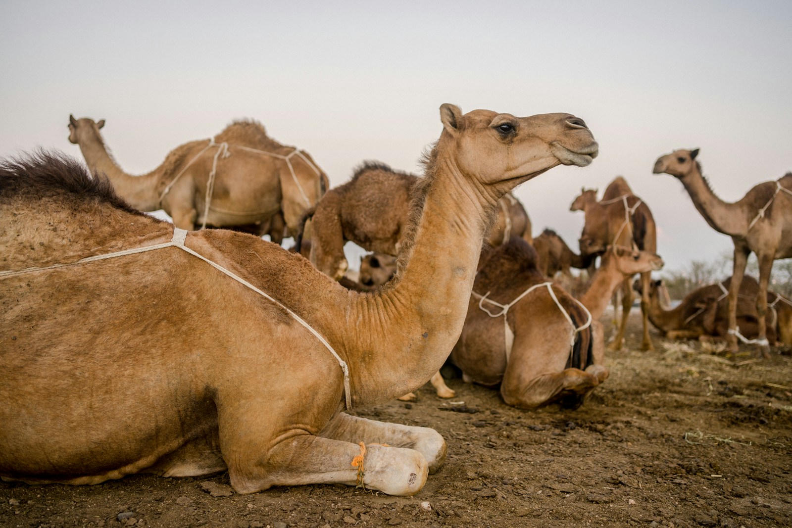 Saudi Arabia Introduces Passports for Camels: A Unique Initiative