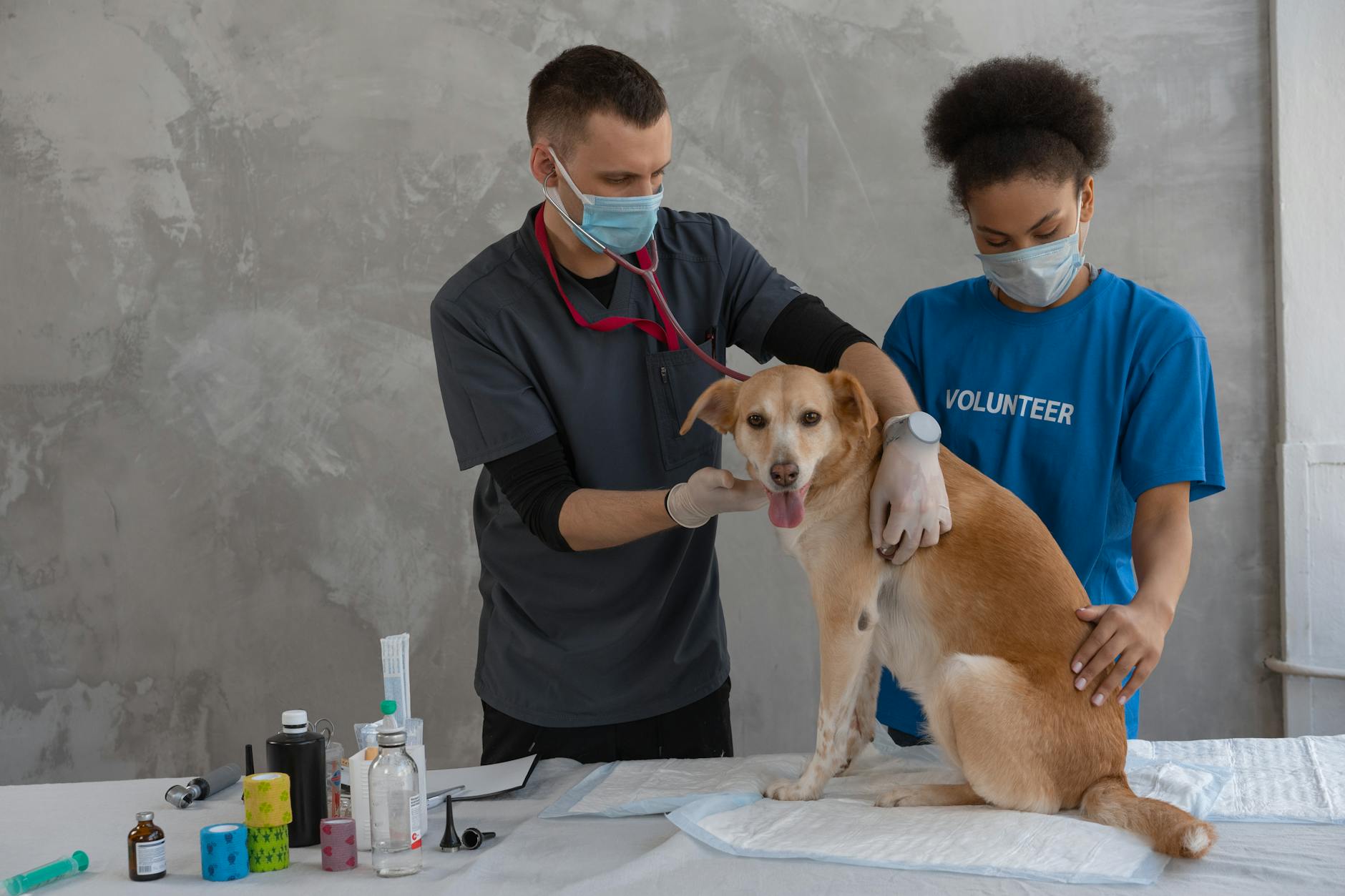 Scammers Use AI to Extort Pet Owners of Lost Animals - News