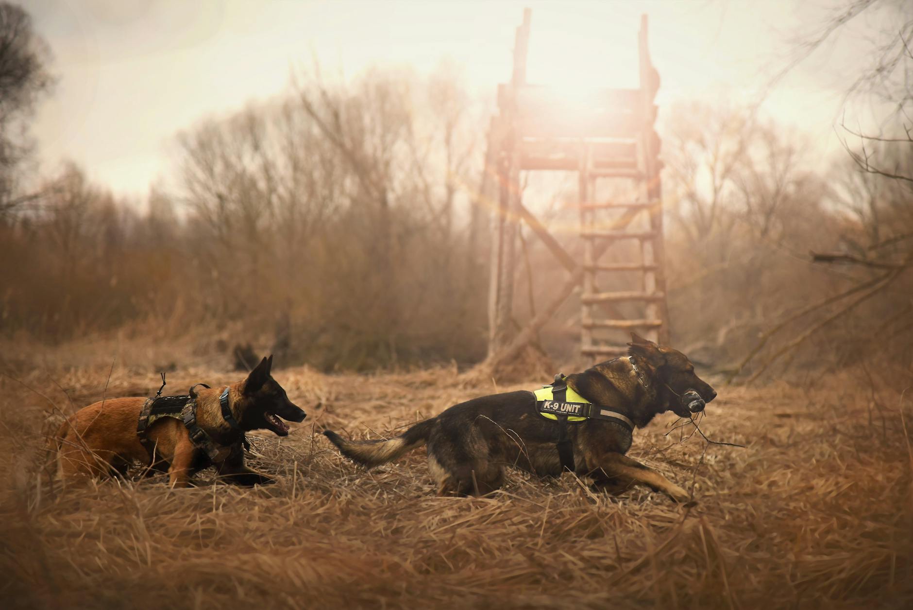 Tragic Incident: Search Dogs Shot During Training in Pskov Region - News