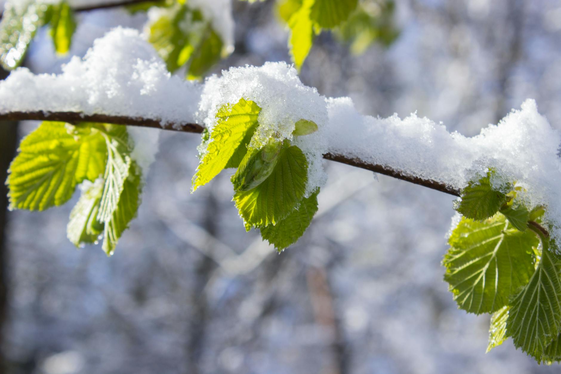 Seasonal Poetry Preferences: Esenin in Spring, Pushkin in Winter - Lifestyle