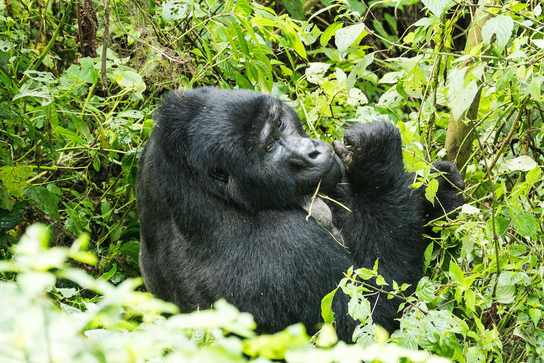 Second Set of Twin Mountain Gorillas Born in Virunga Park - News