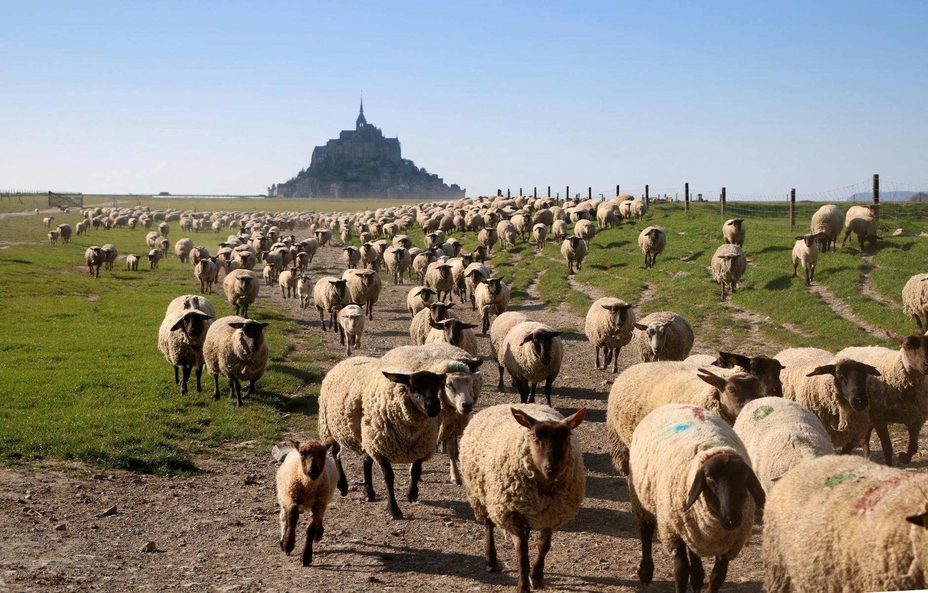 Sheep Detective Unleashes Hilarious Parody Posters of Iconic Films - Cinema