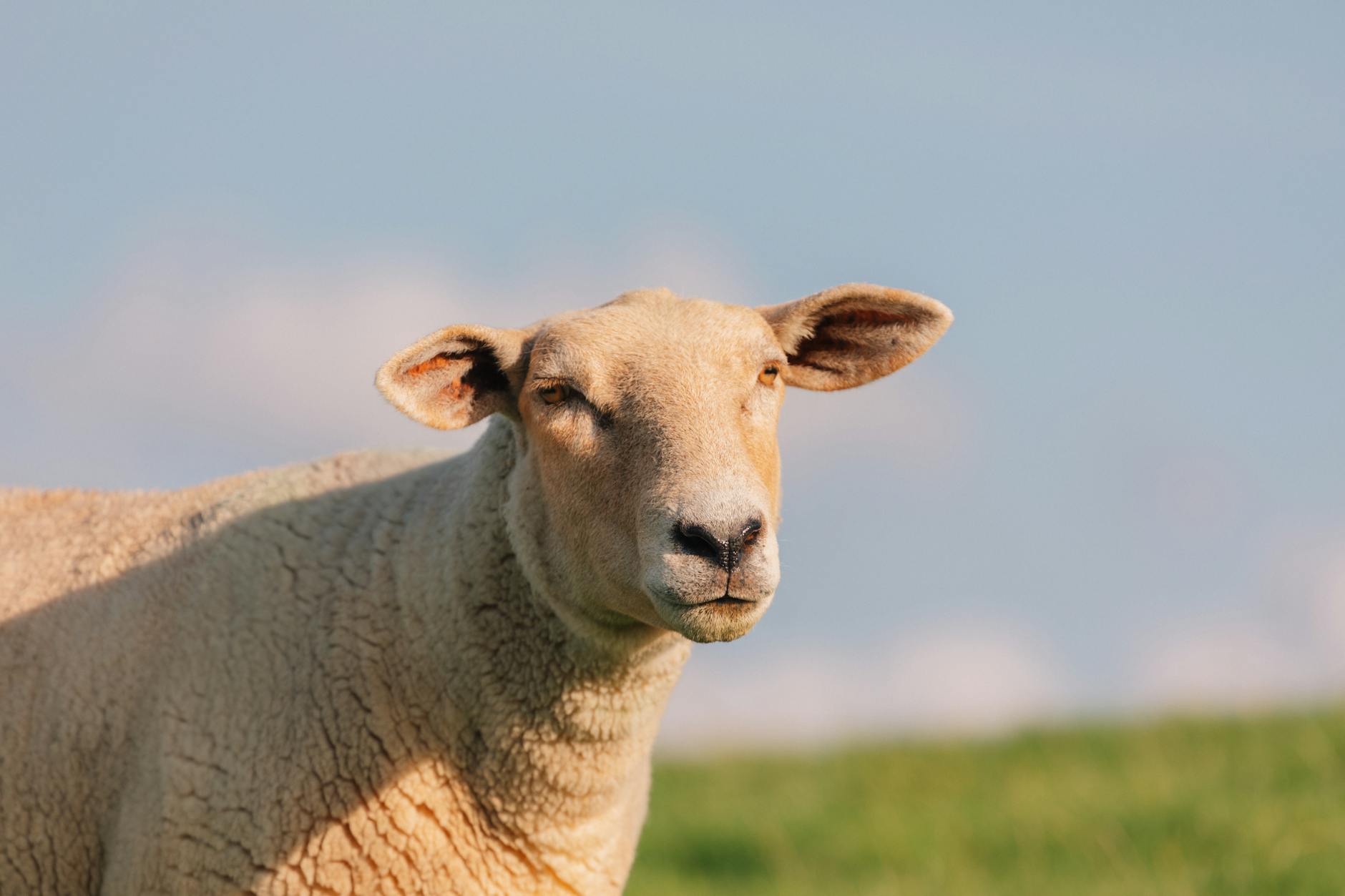 Sheep Take Over Supermarket in Germany: A Woolly Situation