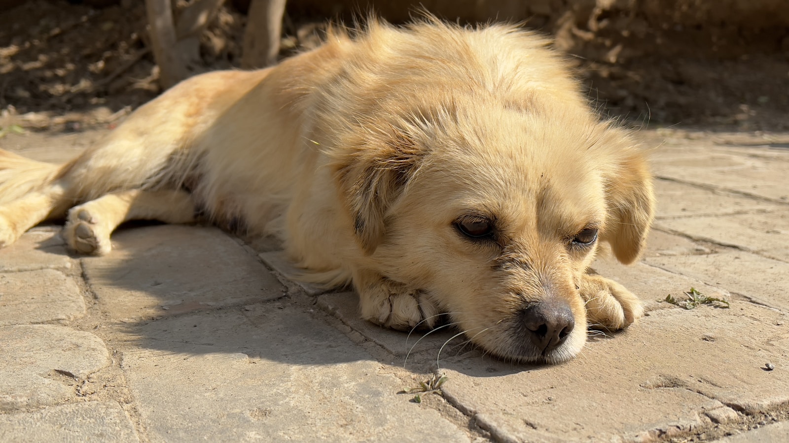 Shelter Struggles to Take Aggressive Dog to Vet Amid Stress Issues - Lifestyle