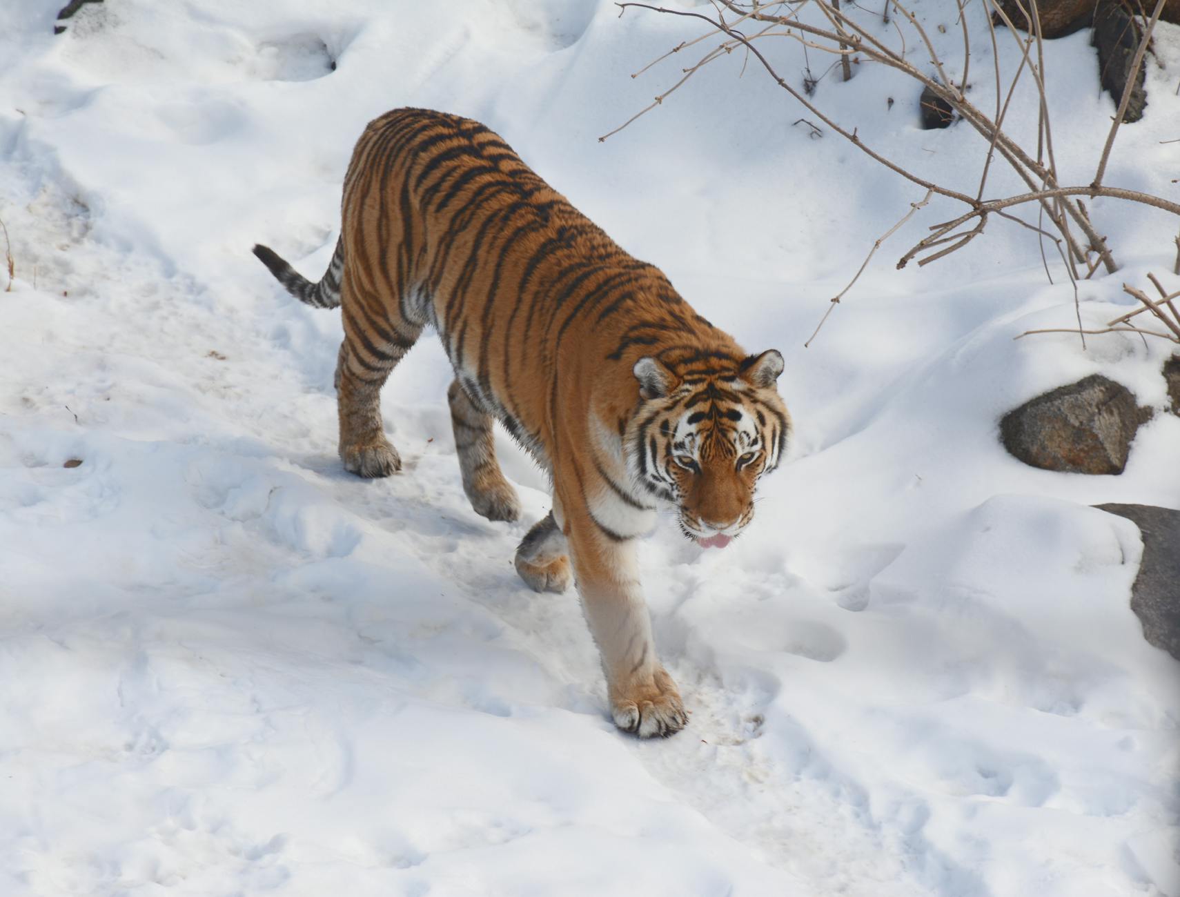 Siberian Tigress Caught on Camera Enjoying a Snowy Snack