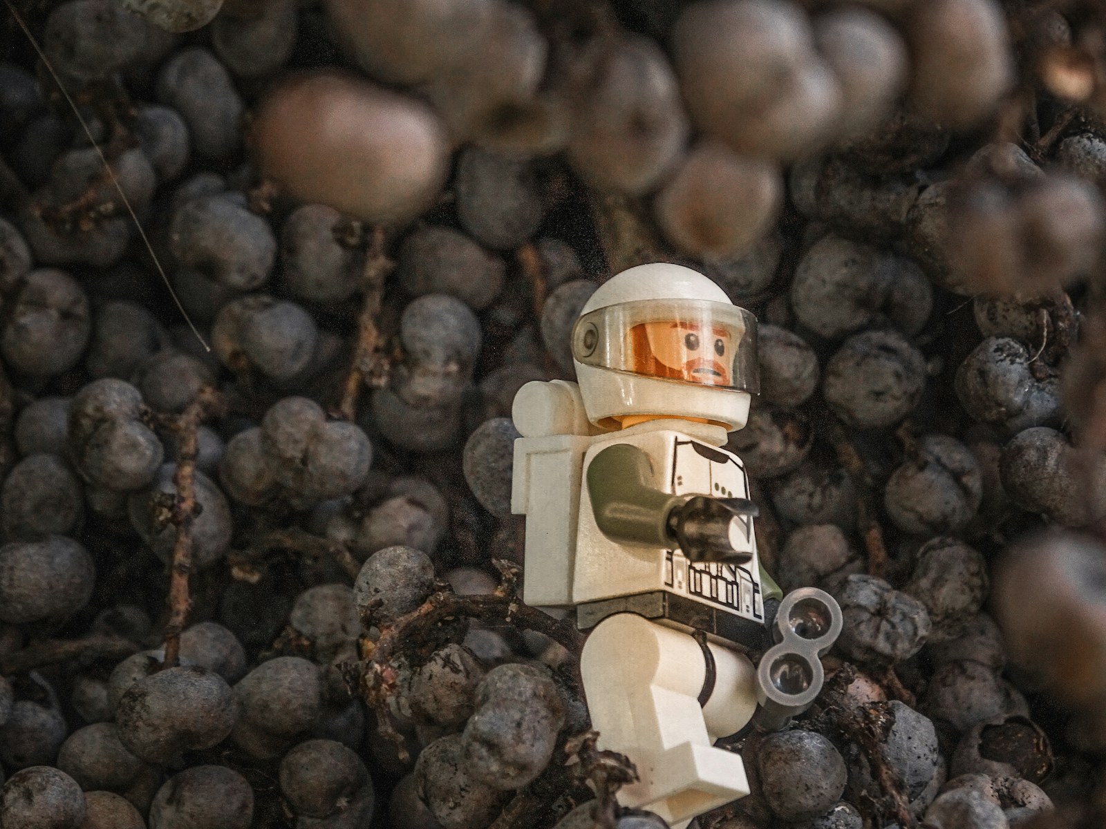 Space Cuisine: What Astronauts Will Eat on Their Lunar Journey - Tech