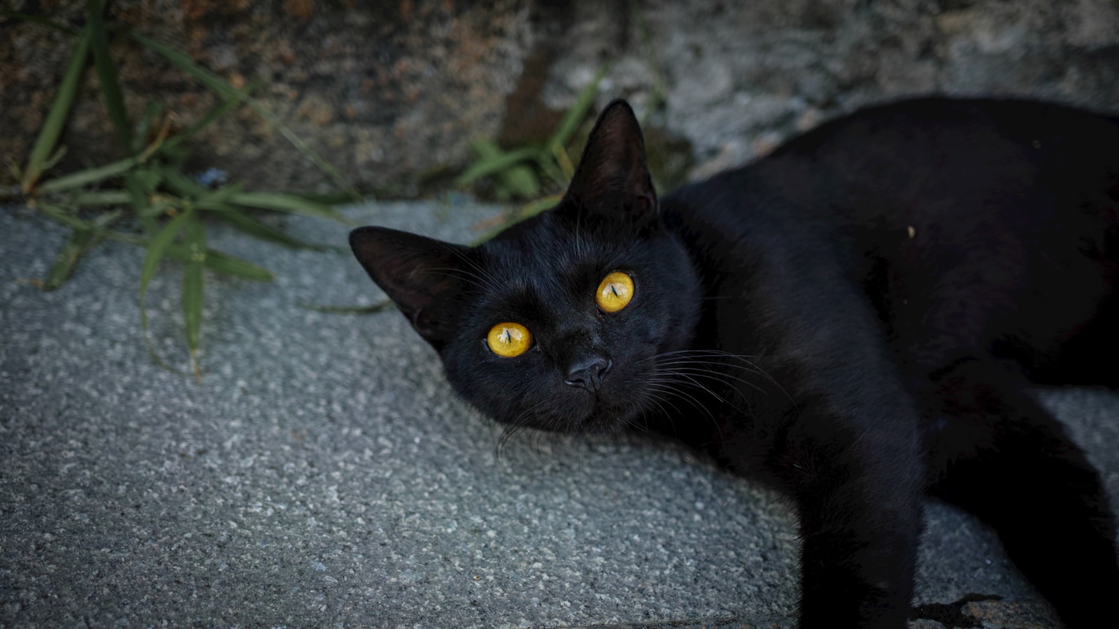 Spanish City Bans Adoption of Black Cats Ahead of Halloween
