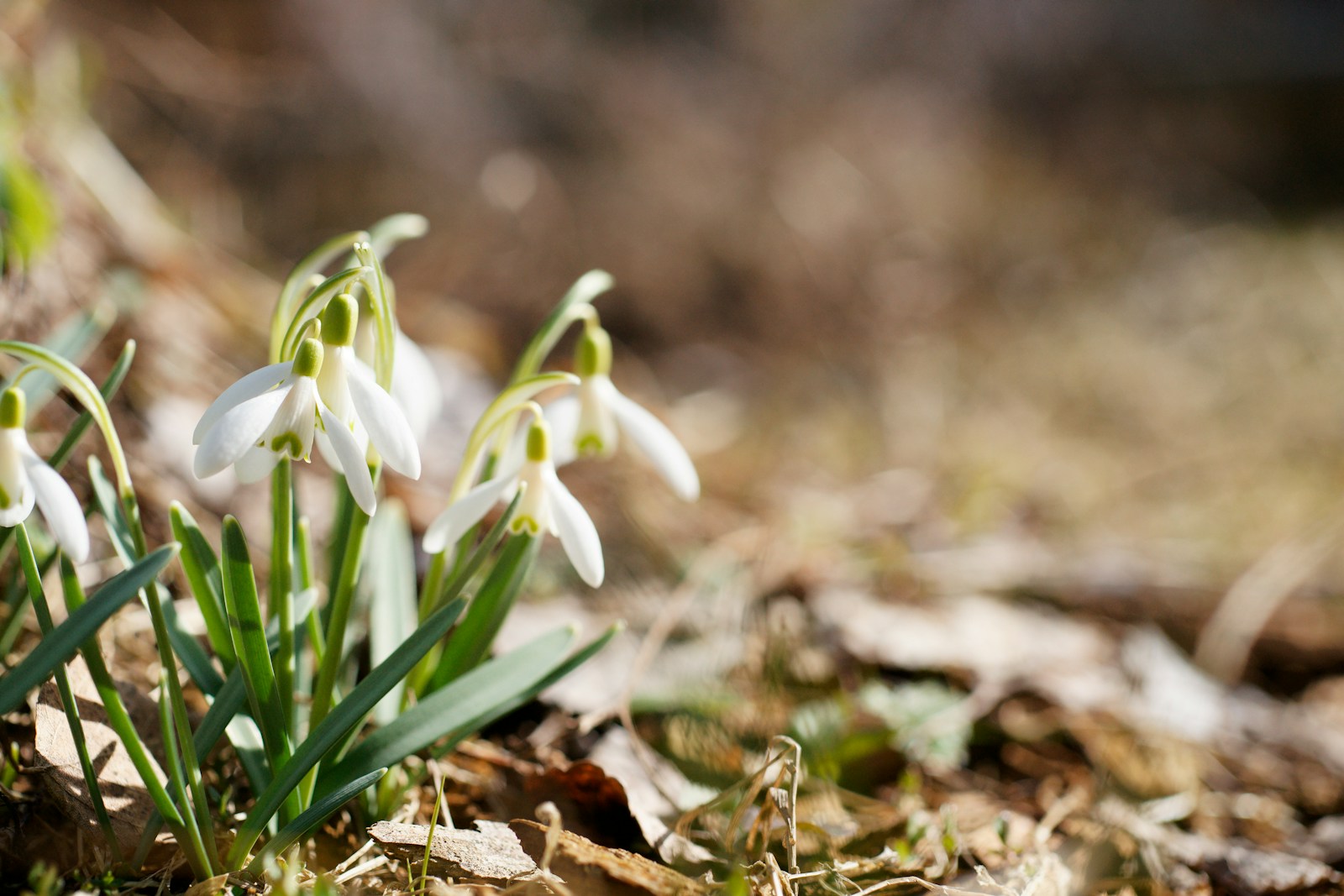 Spring Alert: Tick Season is Here and Experts Warn Us - Lifestyle