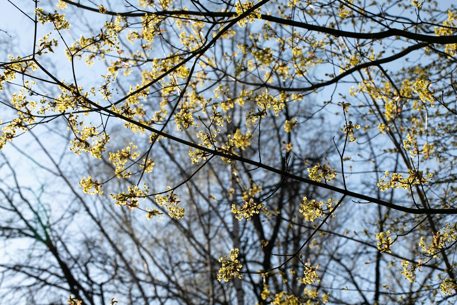 Spring Awakening: First Larks Return to Moscow's Skies - Lifestyle