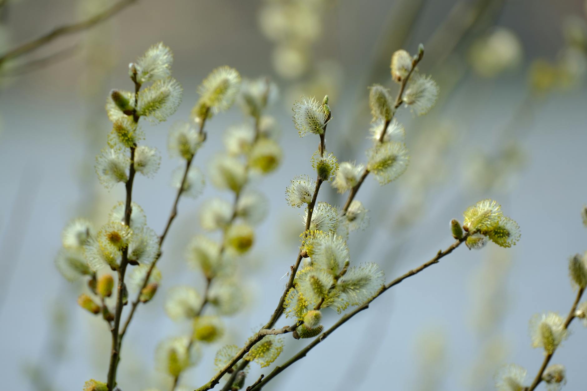Spring Awakening: Trees and Shrubs in Moscow Show Budding Signs - Lifestyle