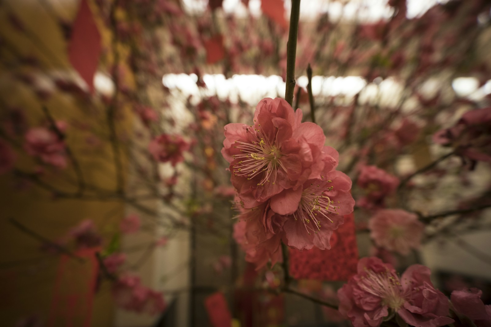 Spring Blooms: Explore the New Flower Exhibition in Tsaritsyno - Lifestyle