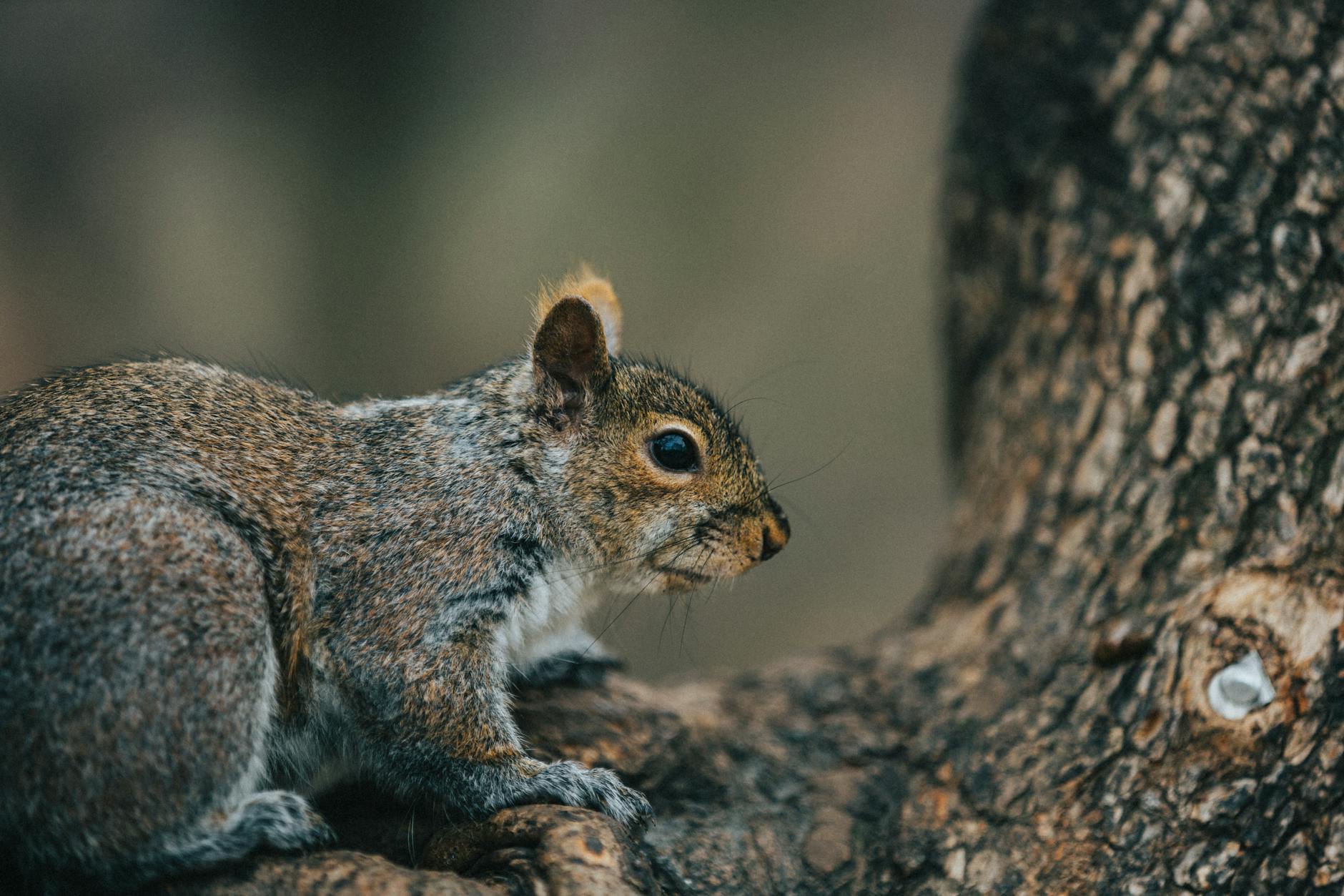 Squirrel with a Vape Spotted in London: A Viral Sensation - News