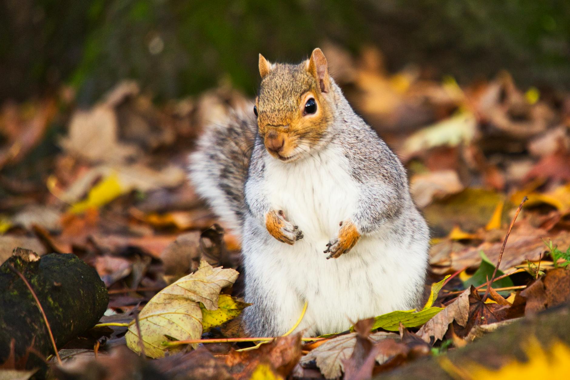 Squirrel Spotted Vaping in London Park: A Wild Encounter - News