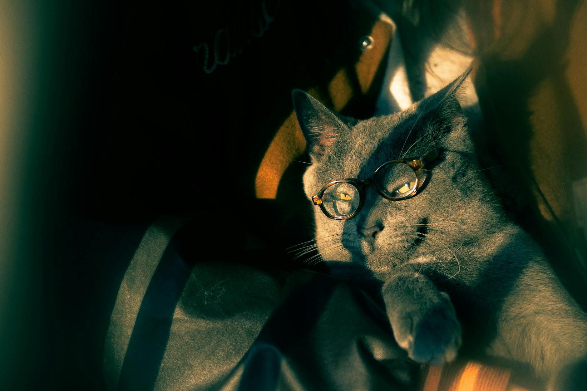 Studio Ghibli's 'The Cat Returns' Hits Russian Theaters Soon - Anime