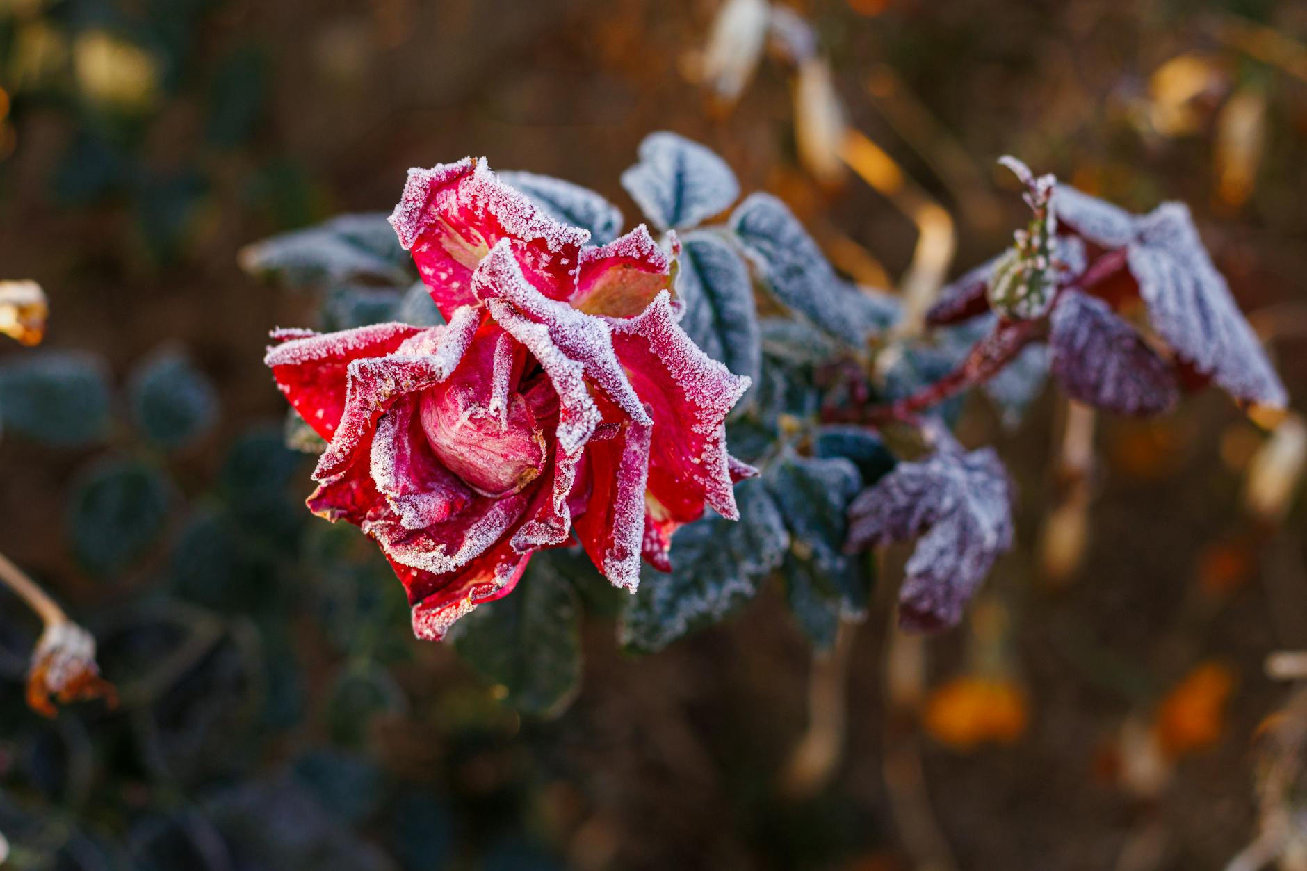 T-Bank Partners with Rosa Khutor for Exciting Winter Season