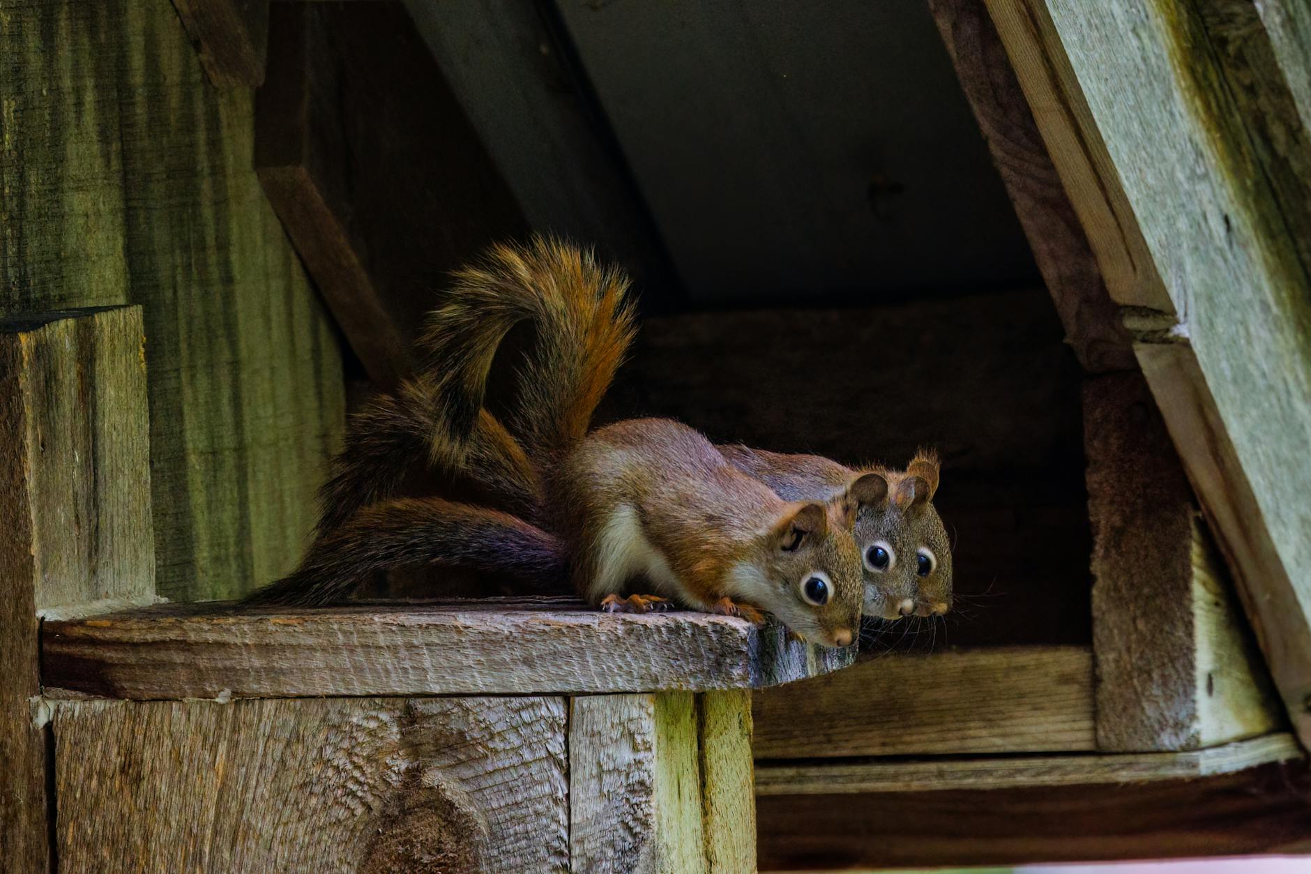 Texas Crowns Its Chubbiest Squirrel: A Furry Competition