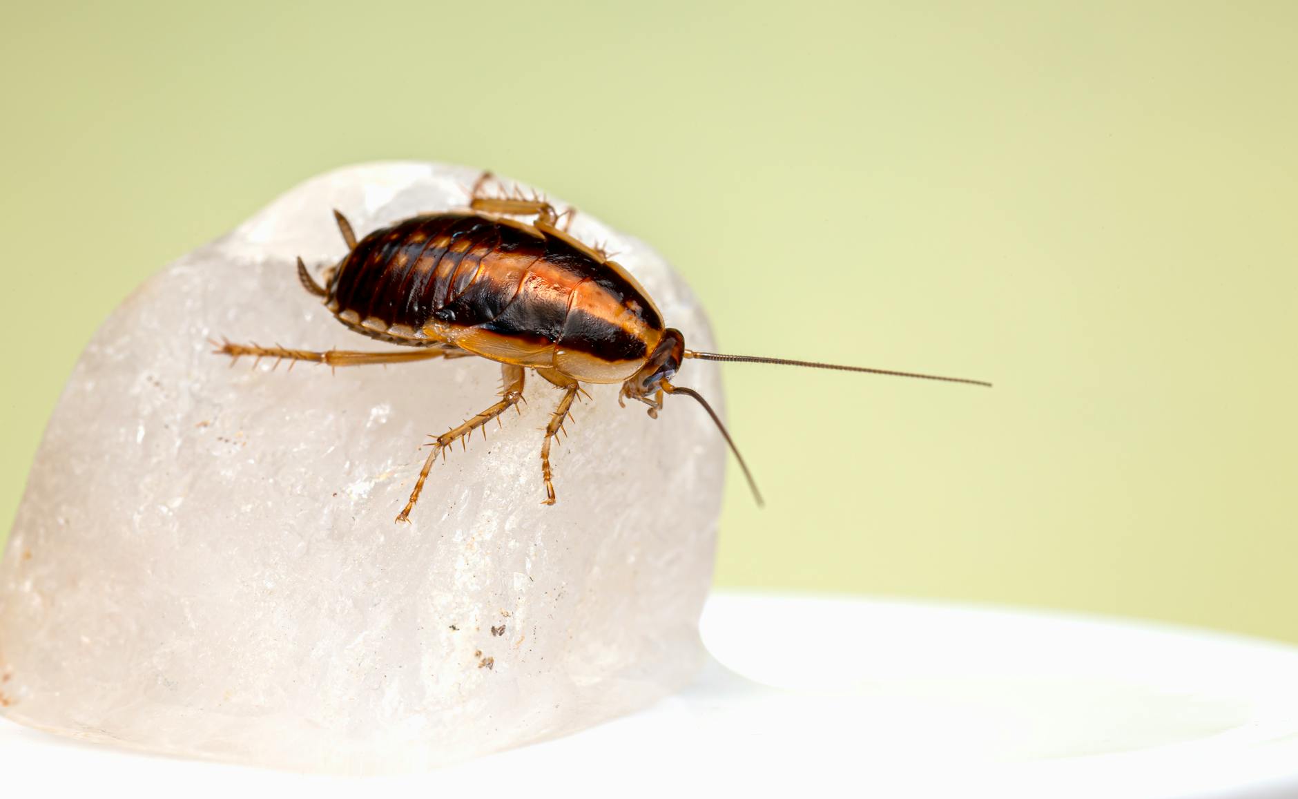 The Witcher 3's Hilarious April Fools' Surprise: Project Roach - Game