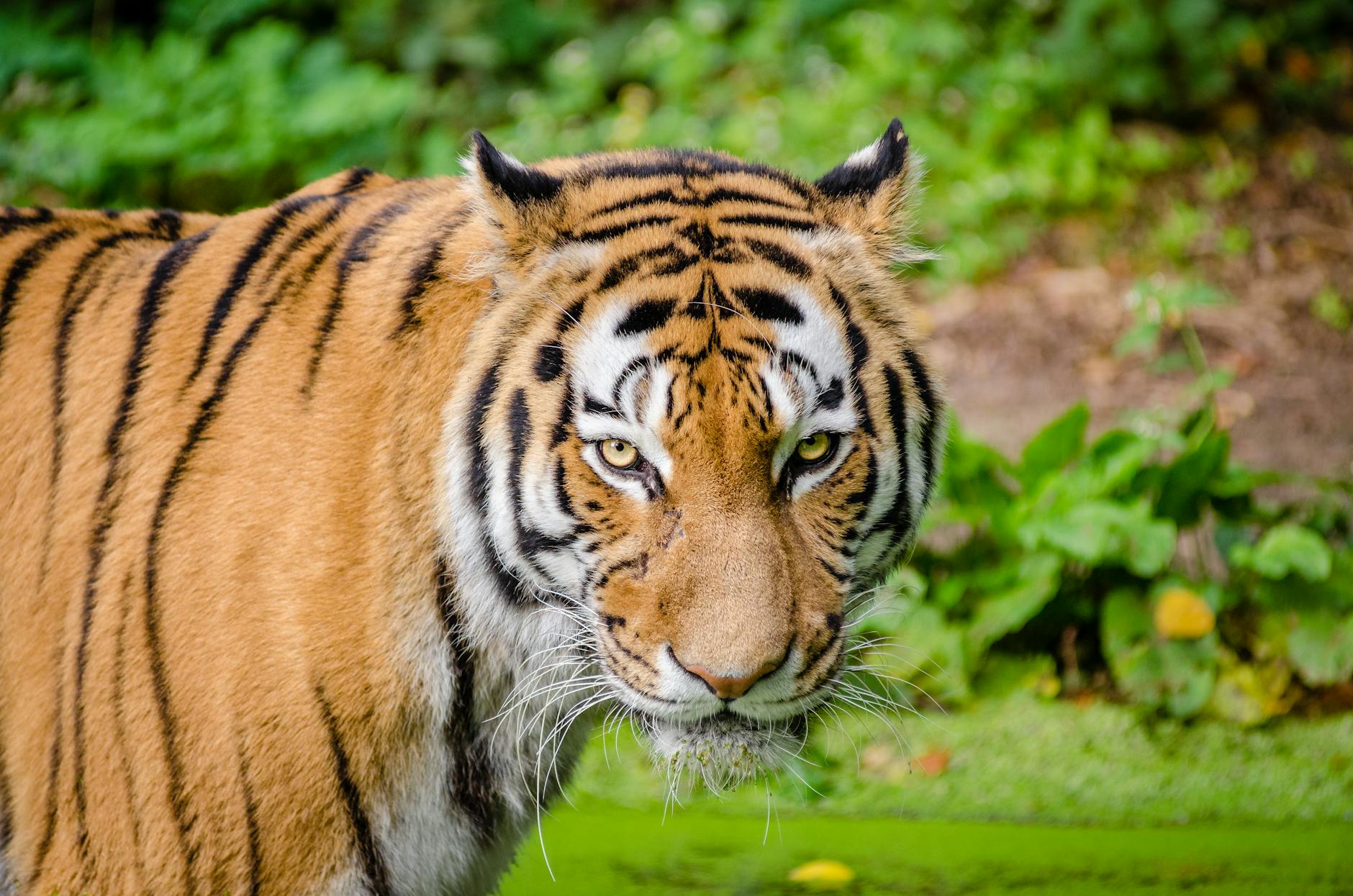 Three Amur Tigers Captured in Primorye This Year