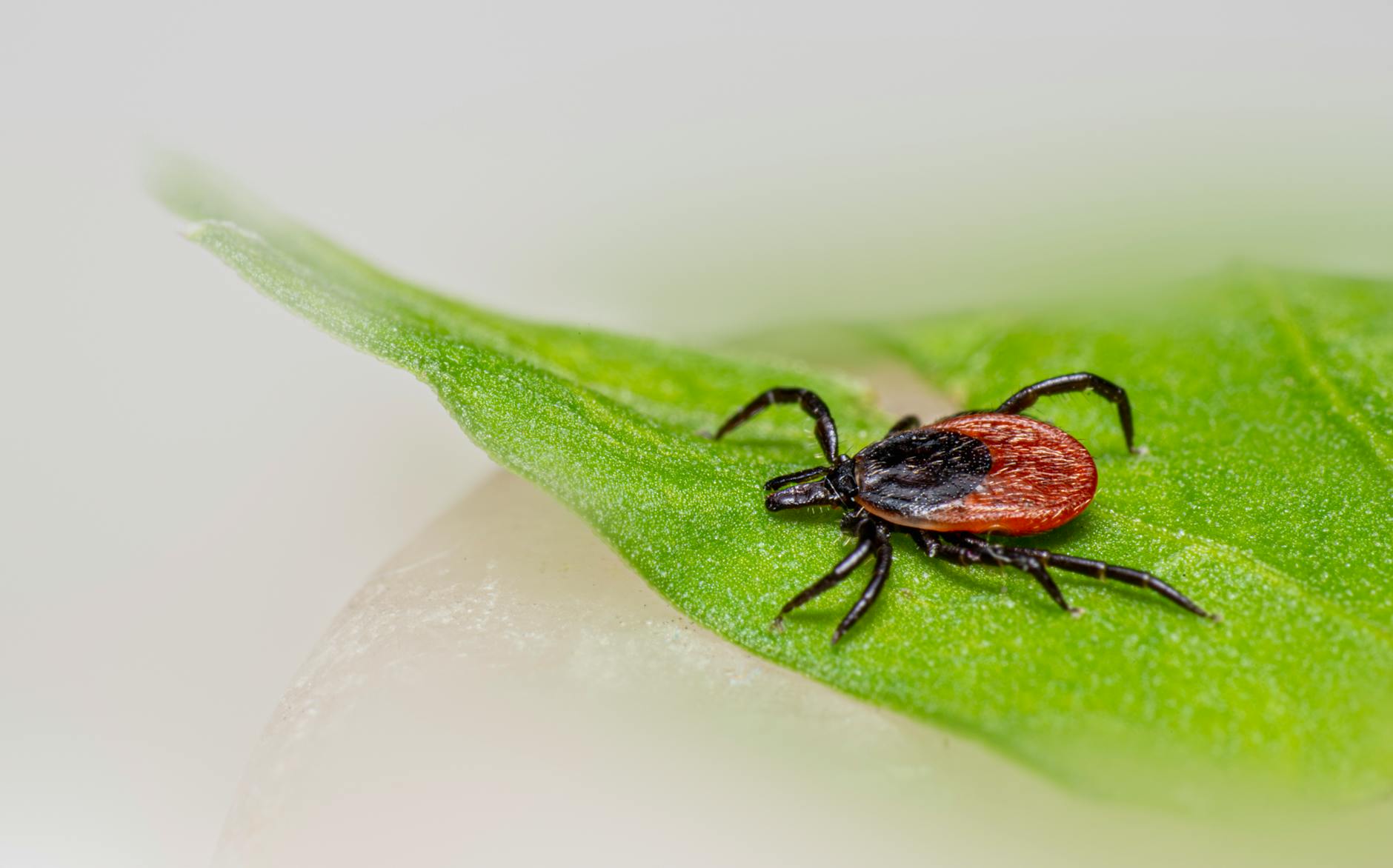 Tick Bites Surge in Moscow Region: 25 Hospitalized This Season - Lifestyle