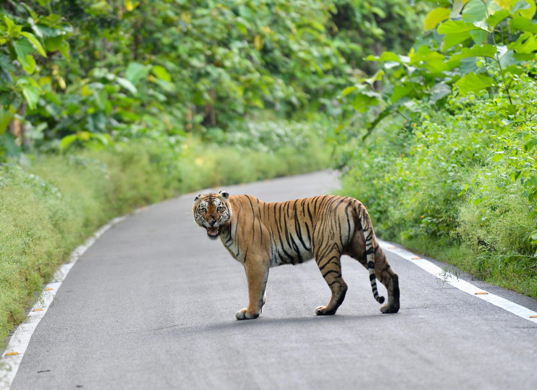 Tiger Blocks Road in Khabarovsk Region: A Wild Encounter - News