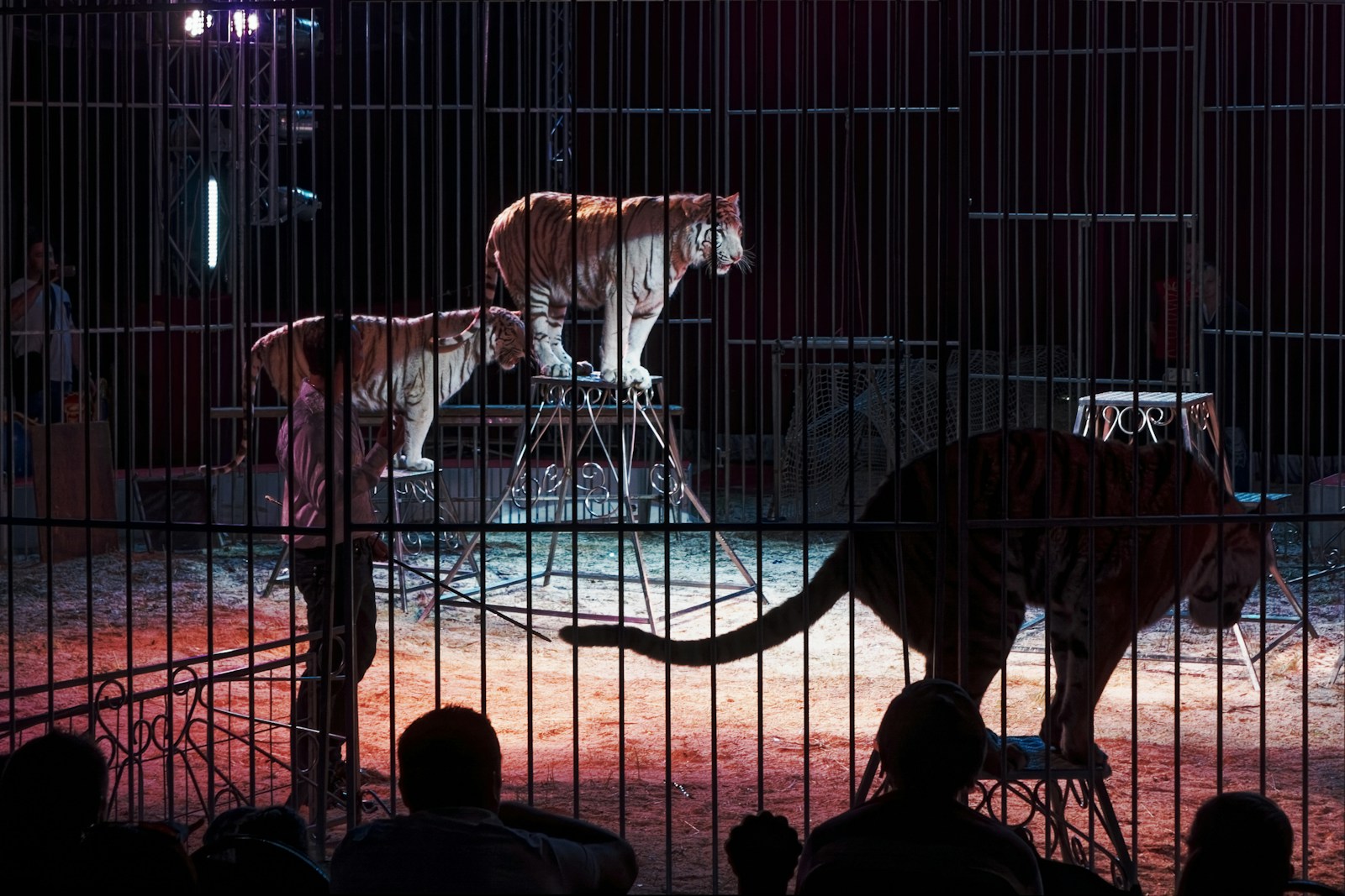 Tiger Leaps into Audience at Russian Circus Performance - News