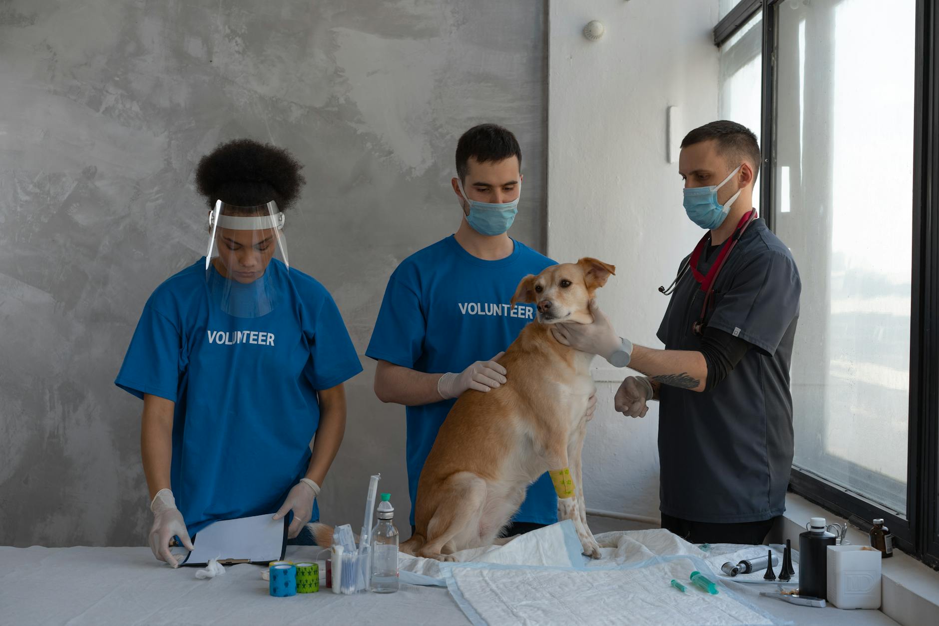 Tikhvin Residents Rescue Wolf: A Heartwarming Tale of Compassion - News