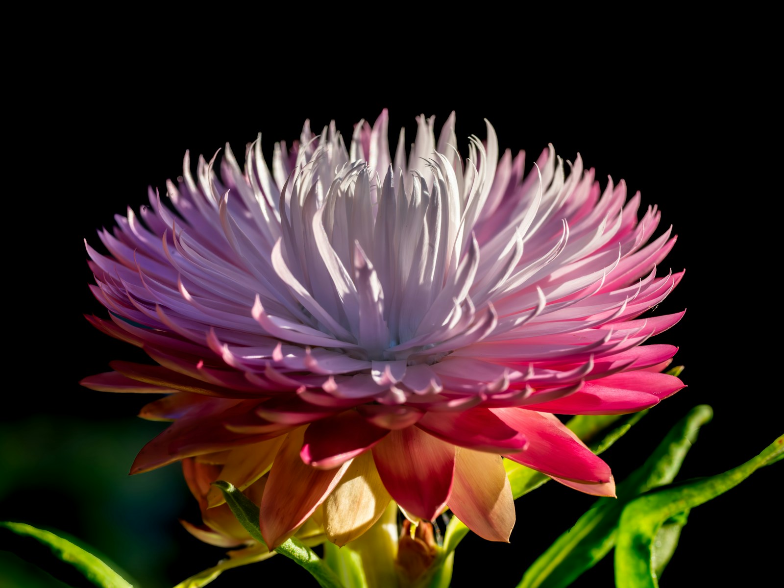 Top 5 Botanical Building Sets Under €30 for Forever Flowers - Lifestyle