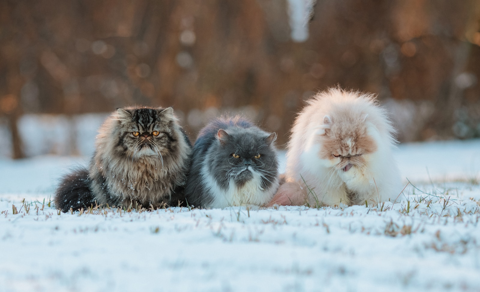 Top Pet Names in Moscow: What Furry Friends Are Called