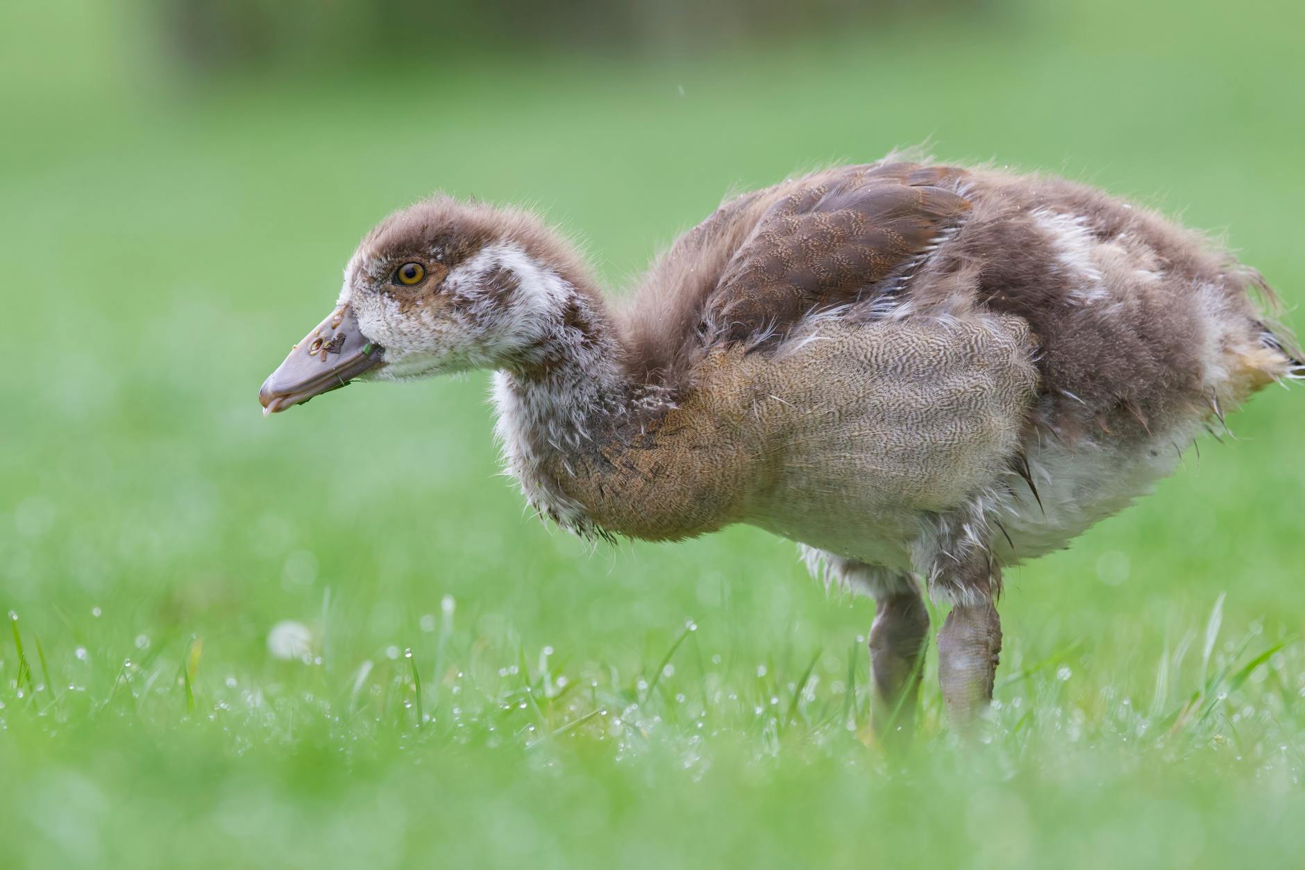 Top 25 Most Popular Wikipedia Articles of All Time Revealed