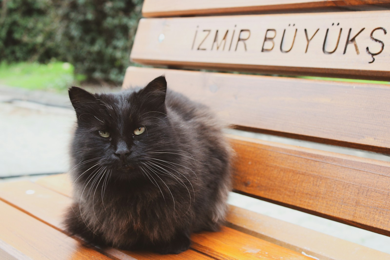 Turkish Man Ordered to Pay Cat Support After Divorce