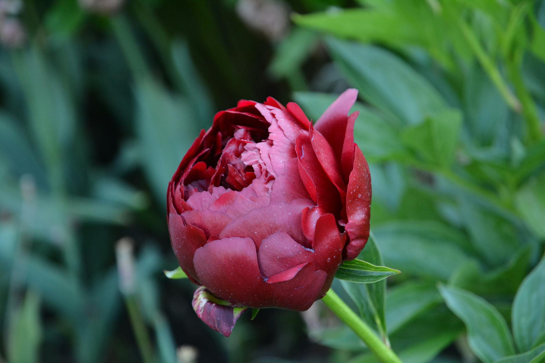 Unusual Budding of Trees Observed in Moscow This Spring - News