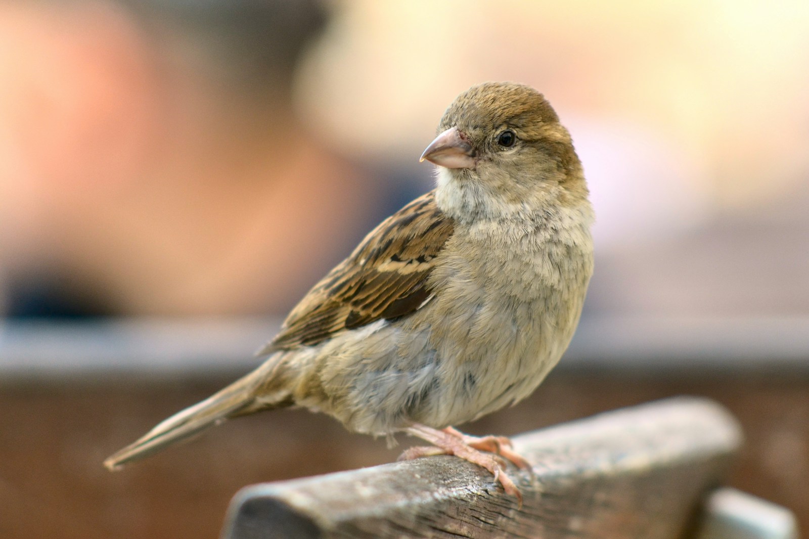 Urban Sparrows Face Obesity Crisis Due to Fast Food Habits - Lifestyle